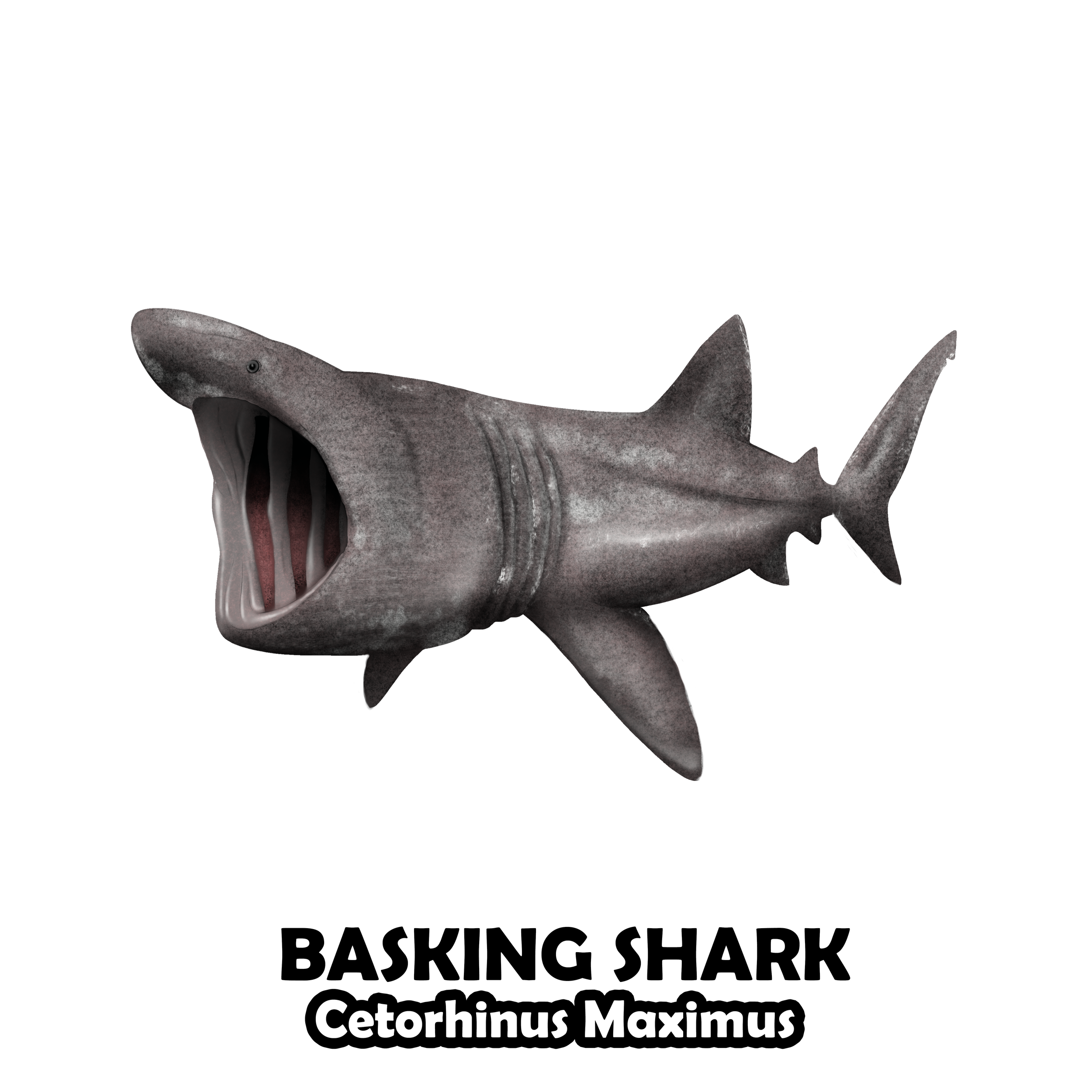 BASKING SHARK.jpg.png
