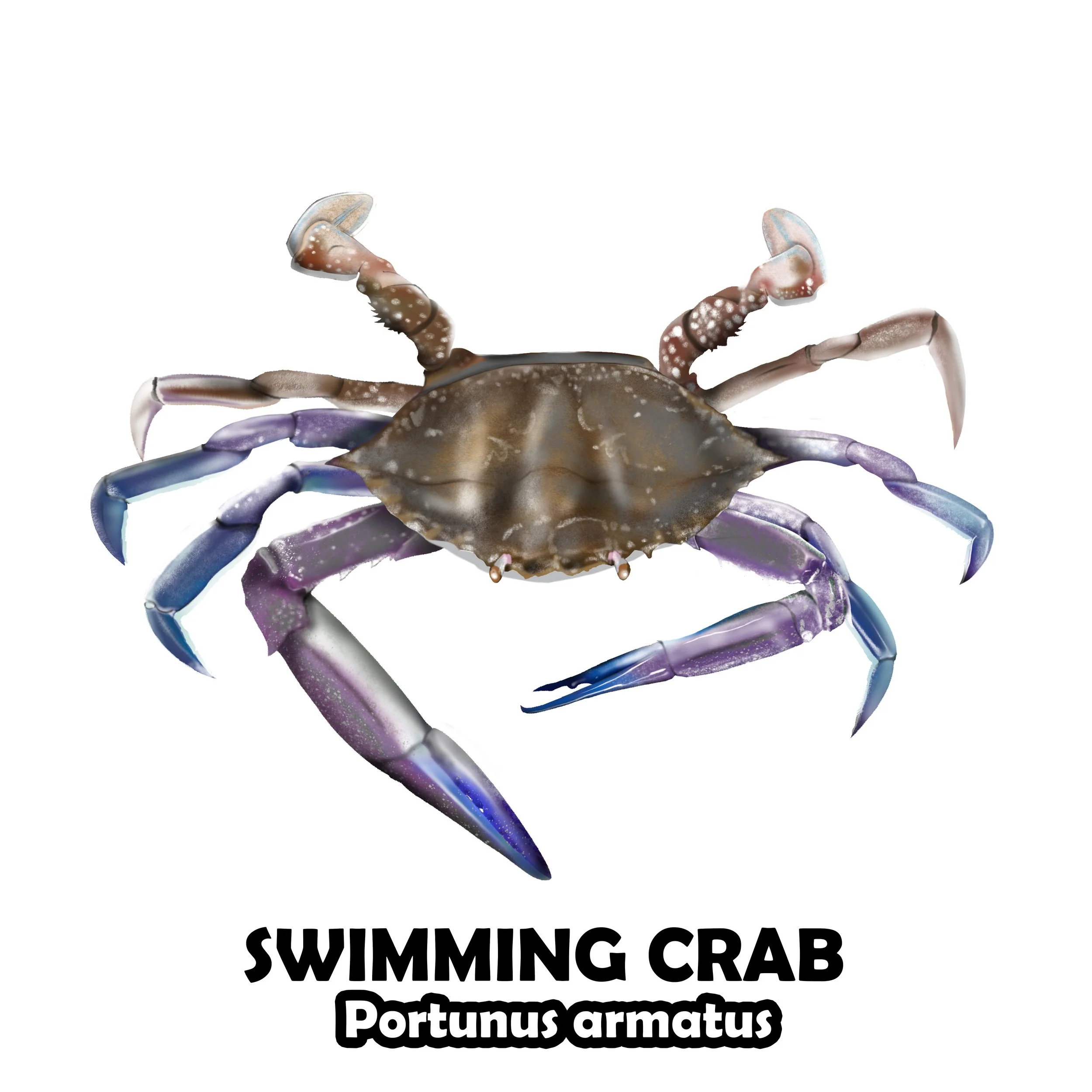 SWIMMING CRAB.jpg