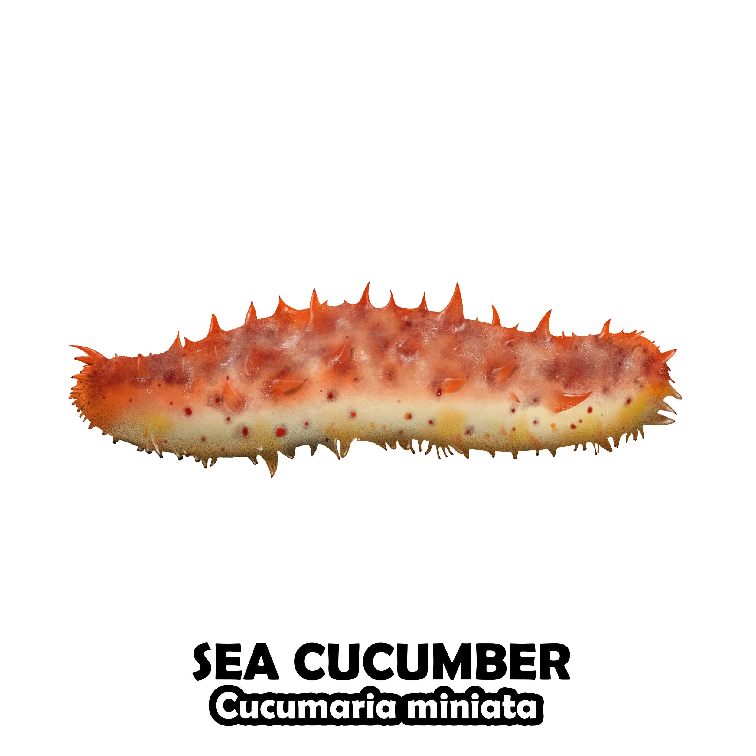 SEA CUCUMBER.jpg