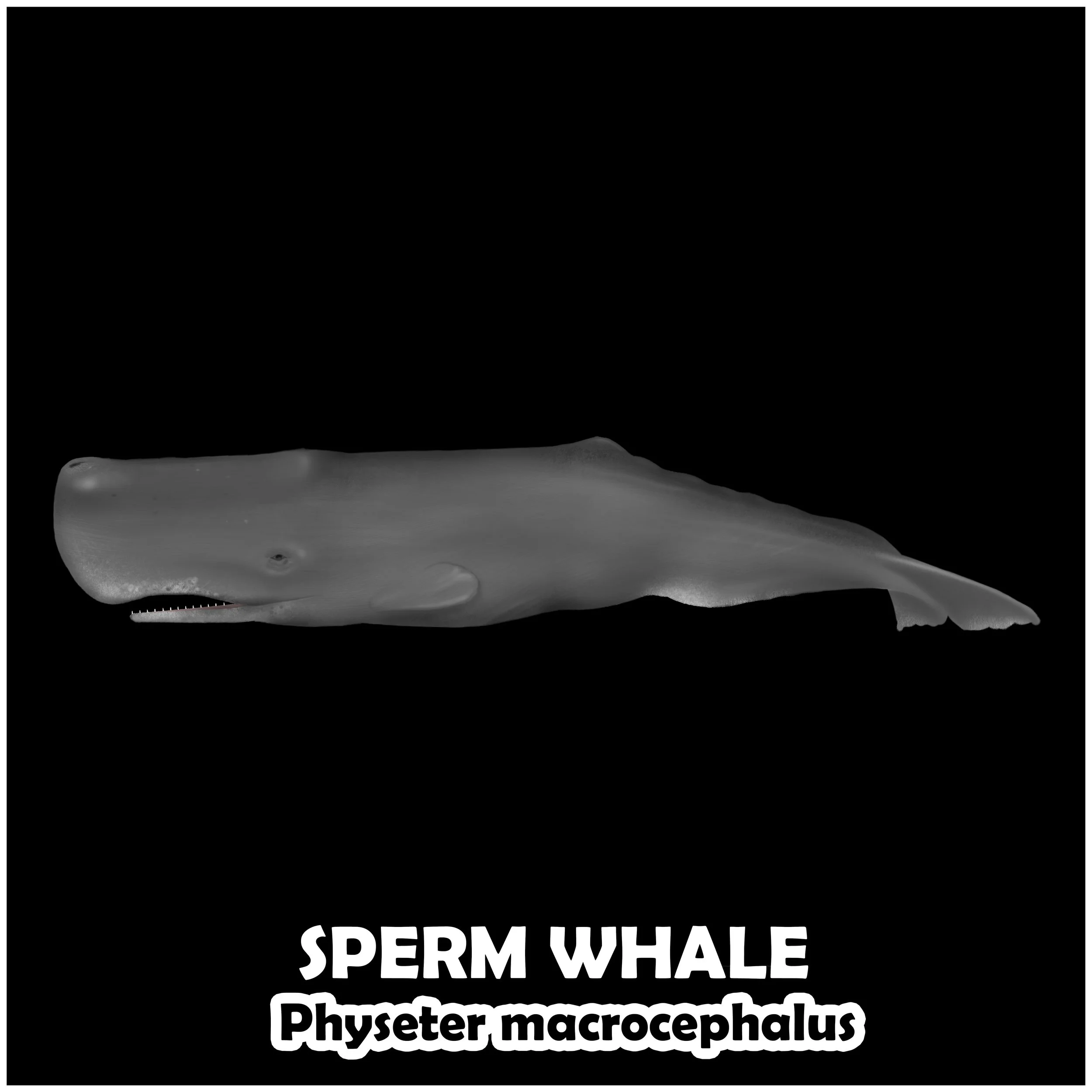 SPERM WHALE.jpg
