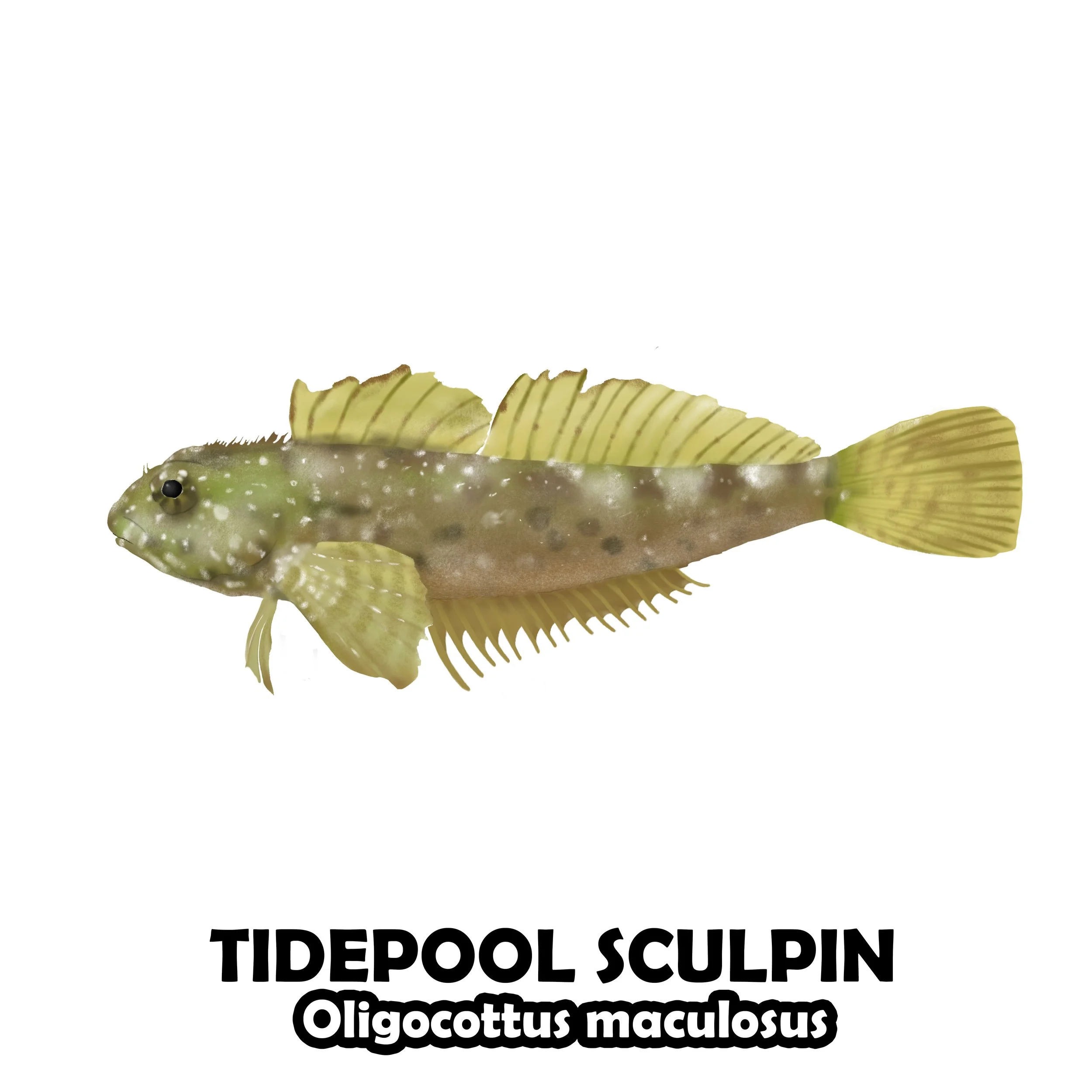 TIDEPOOL SCULPIN.jpg