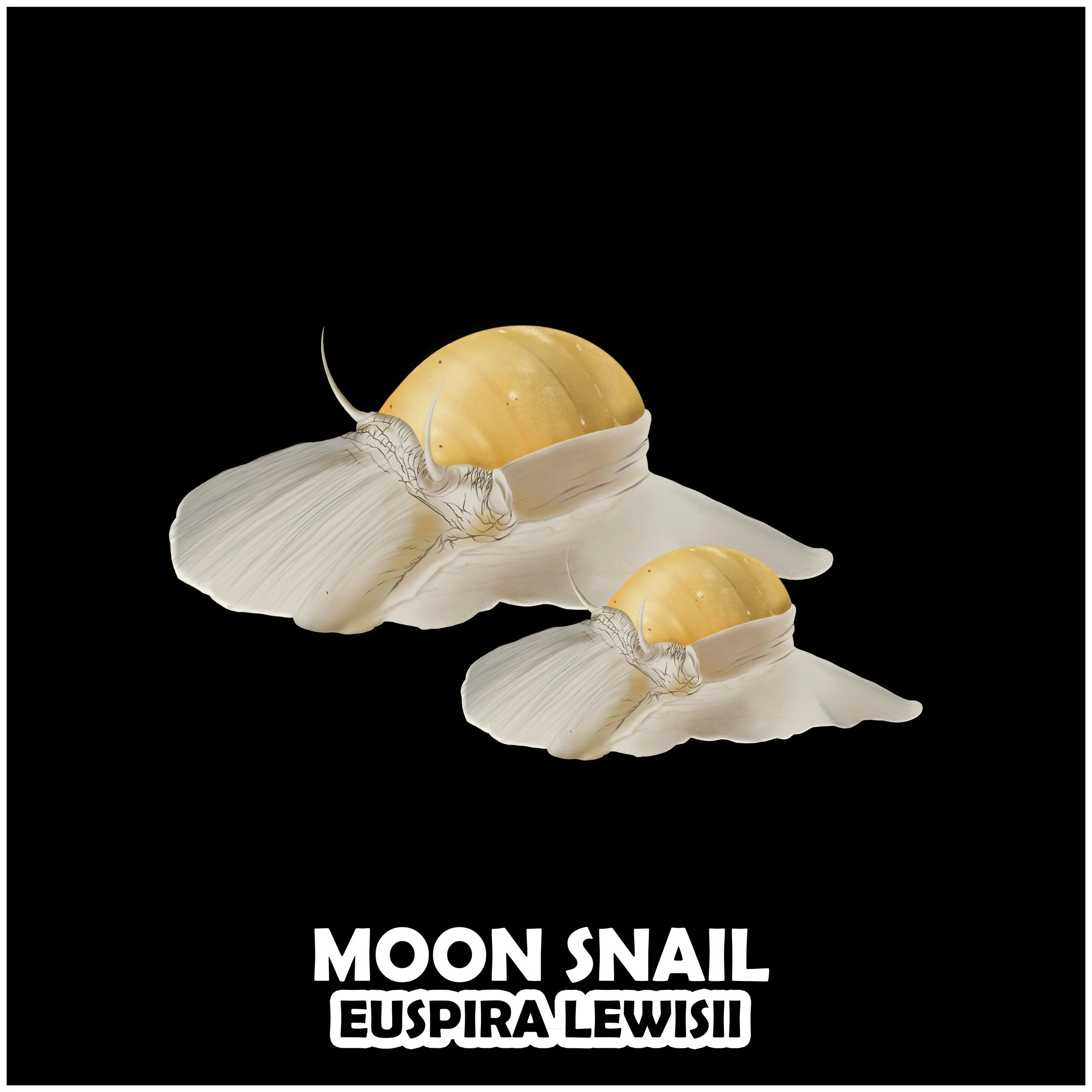MOON SNAIL.jpg