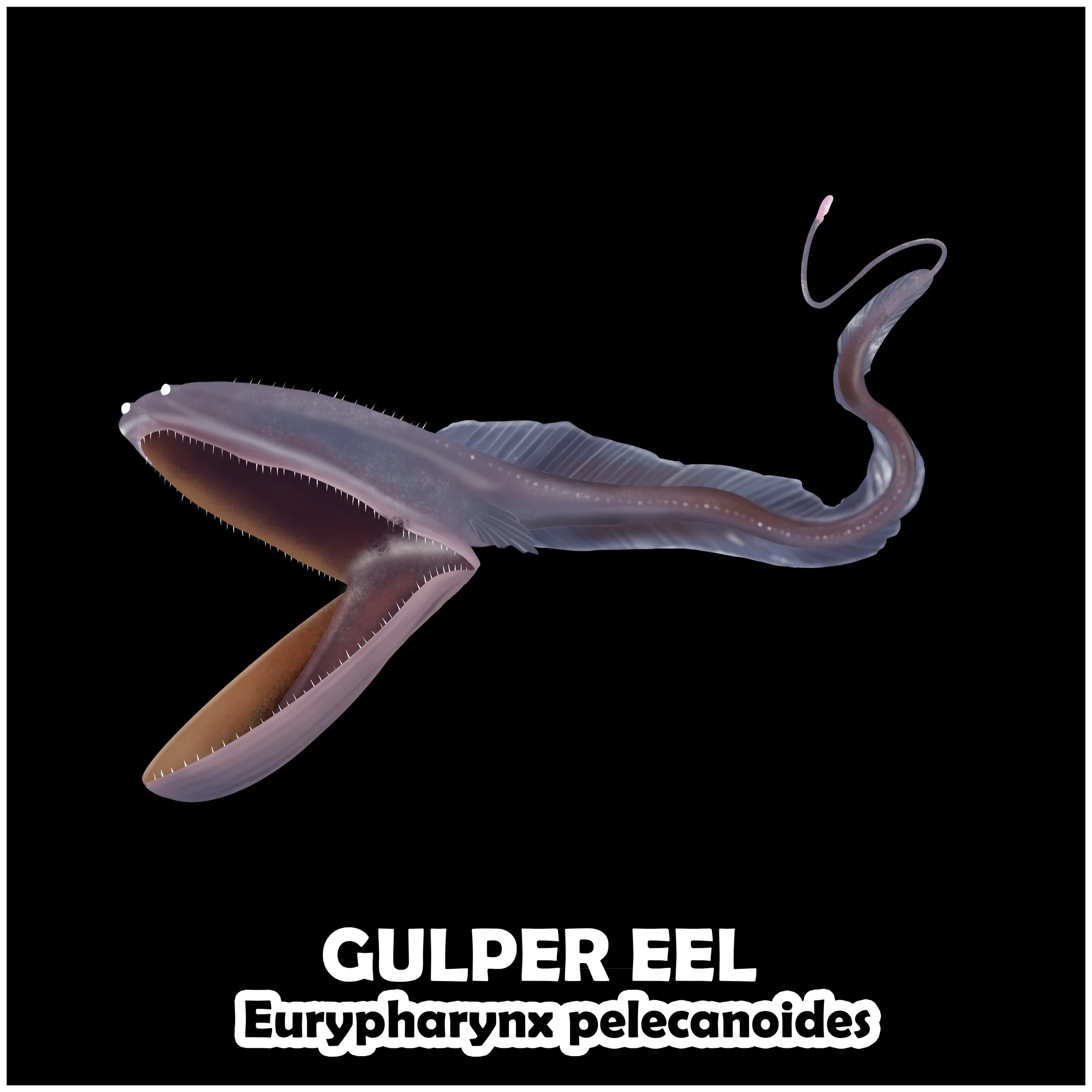 GULPER EEL.jpg