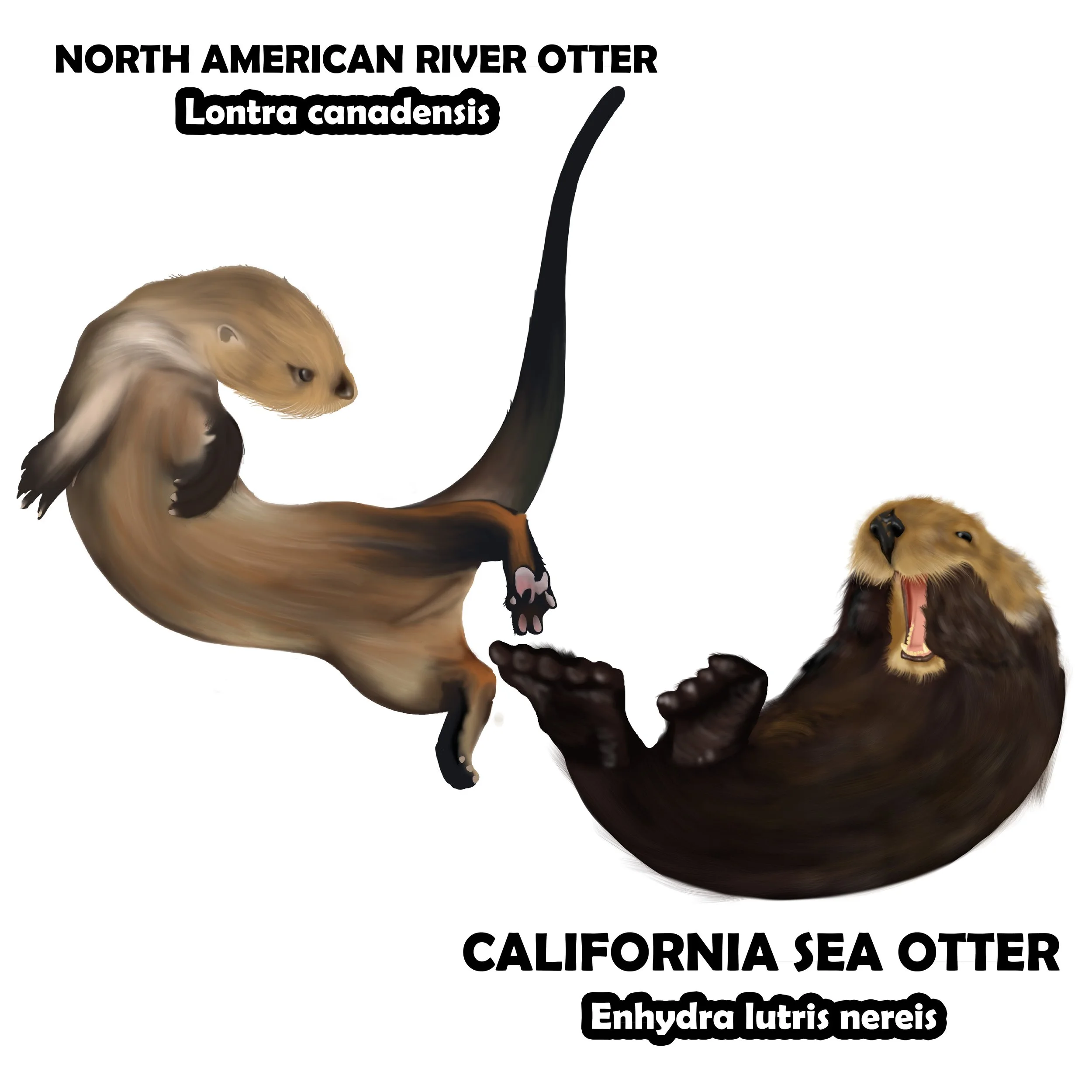 Otters.jpg