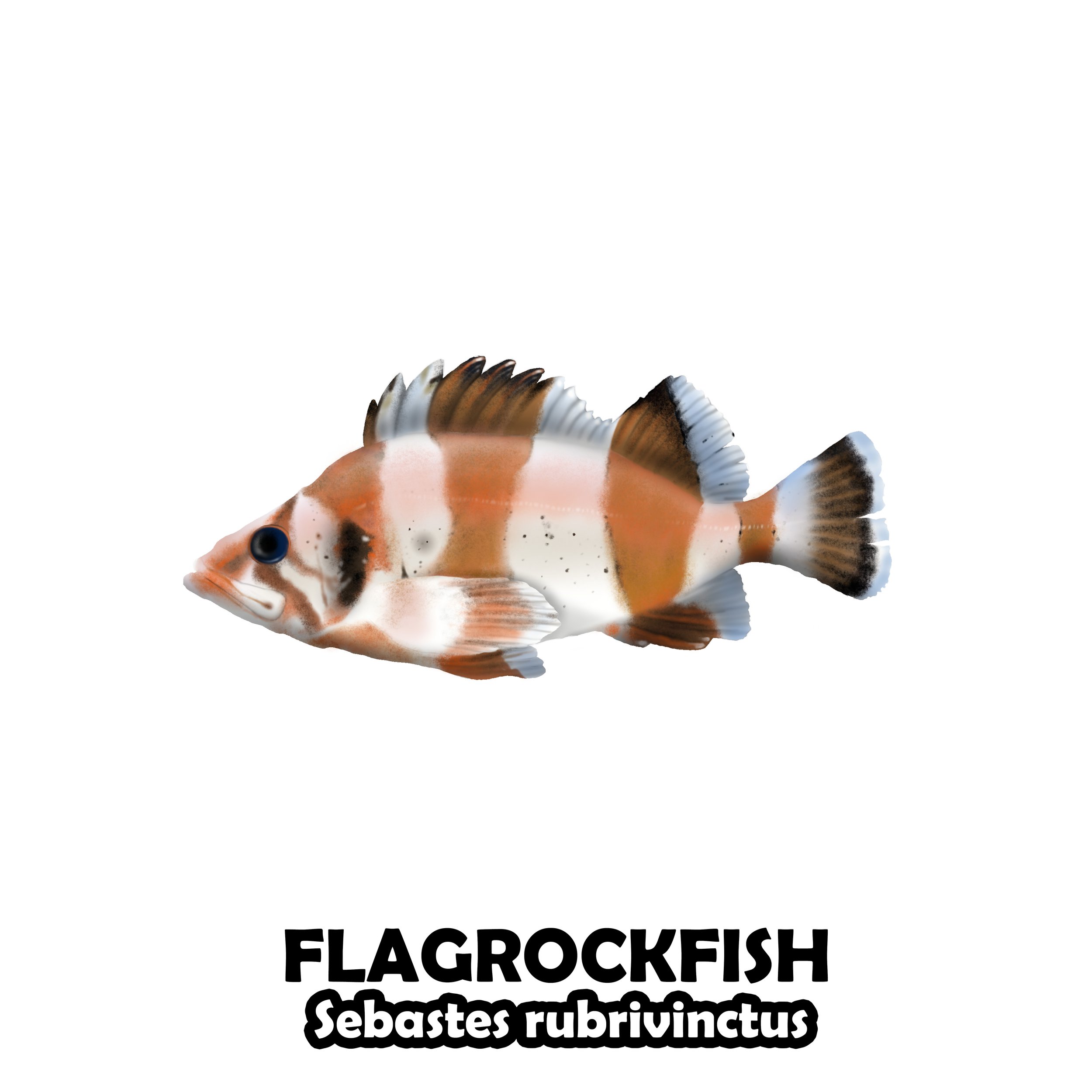 FLAGROCKFISH.jpg