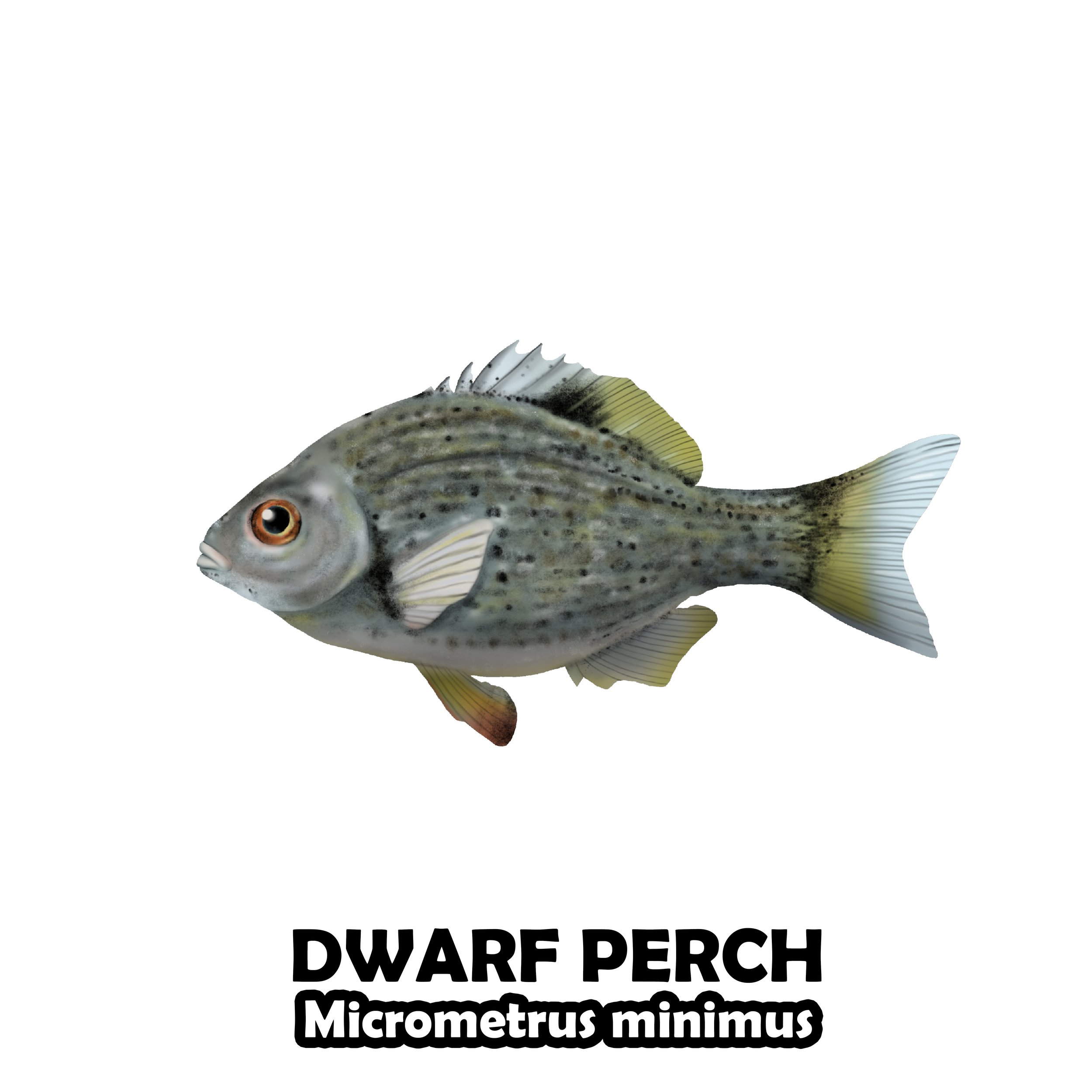 DWARF PERCH.jpg