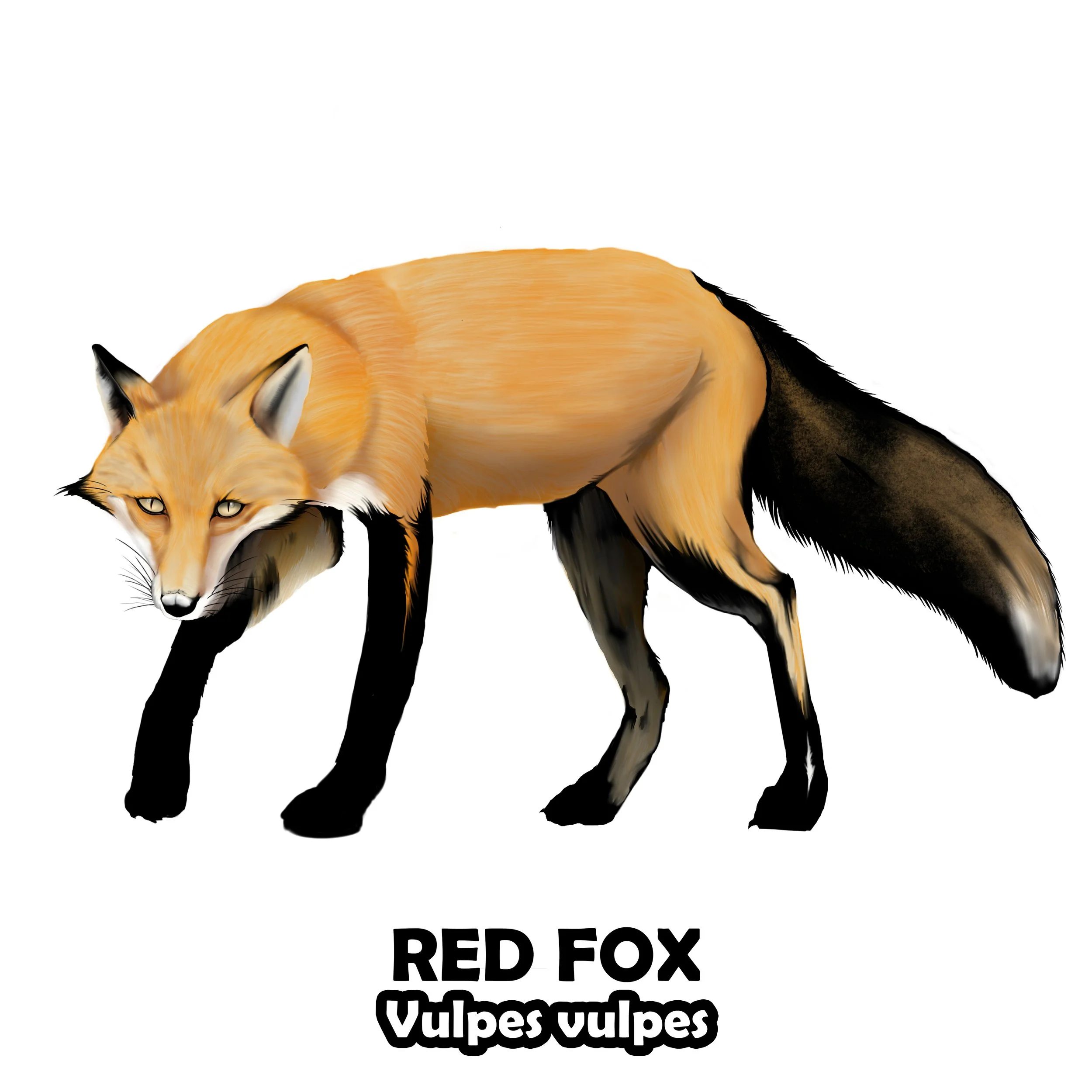 RED FOX.jpg