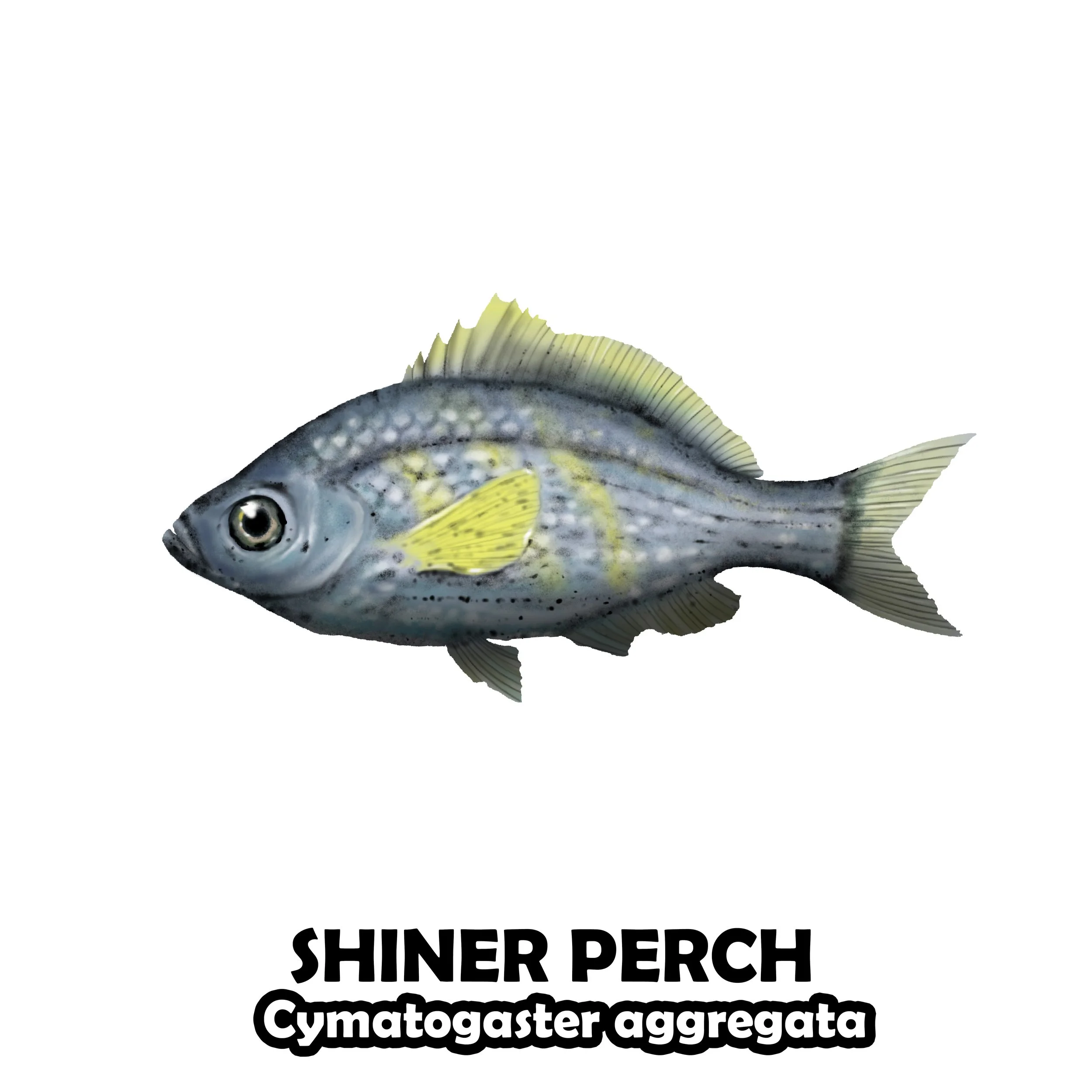 SHINER PERCH.jpg