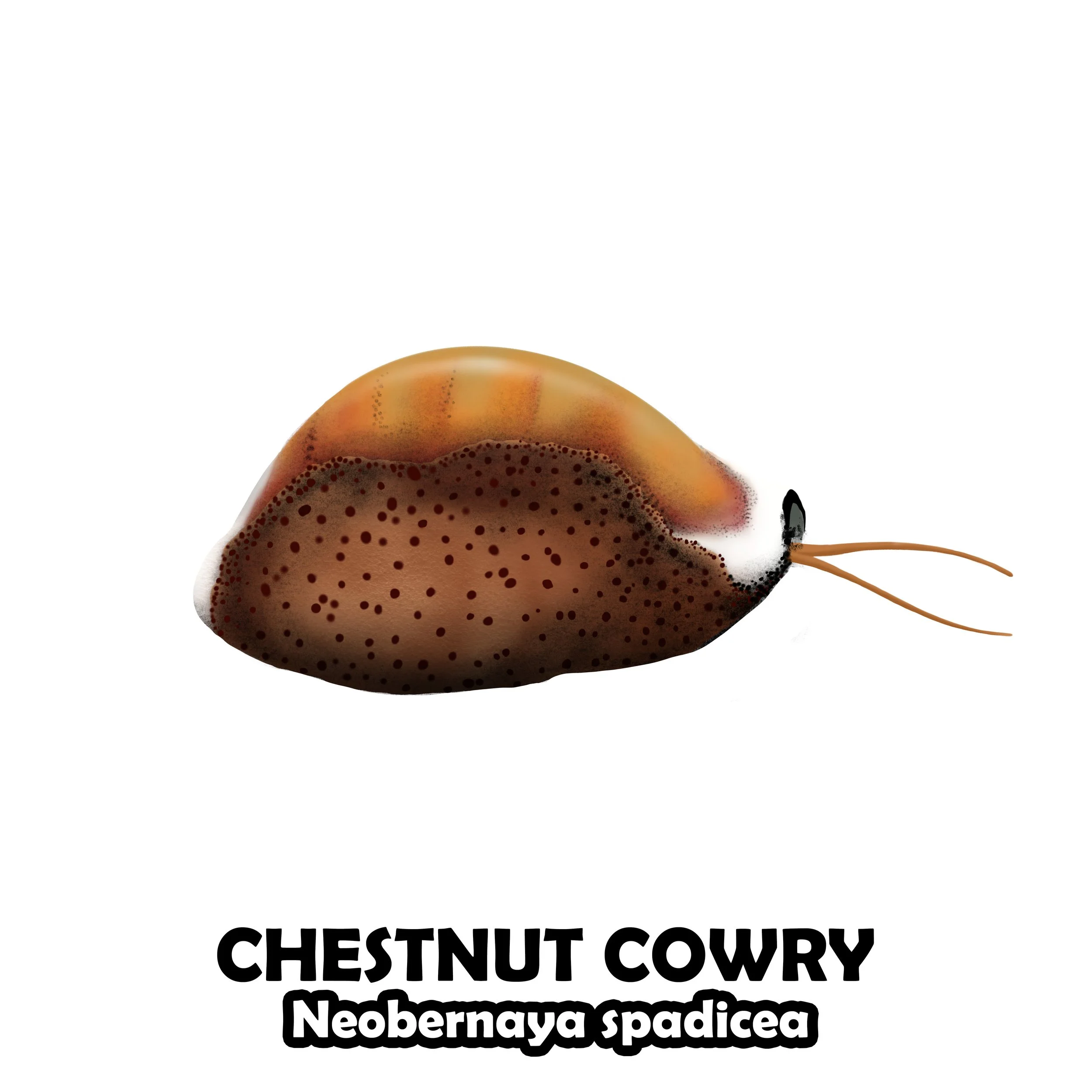CHESTNUT COWRY.jpg