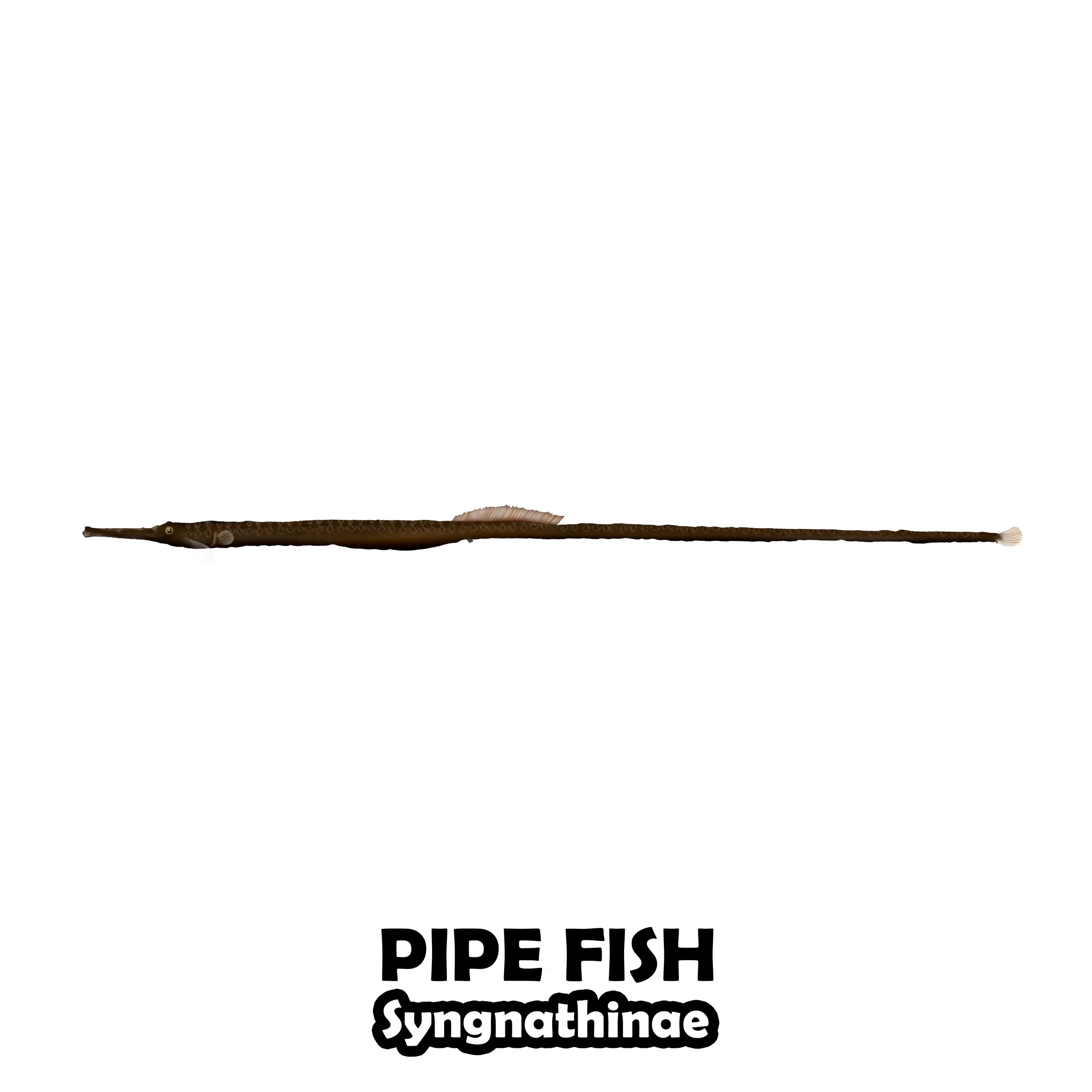 PIPE FISH.jpg