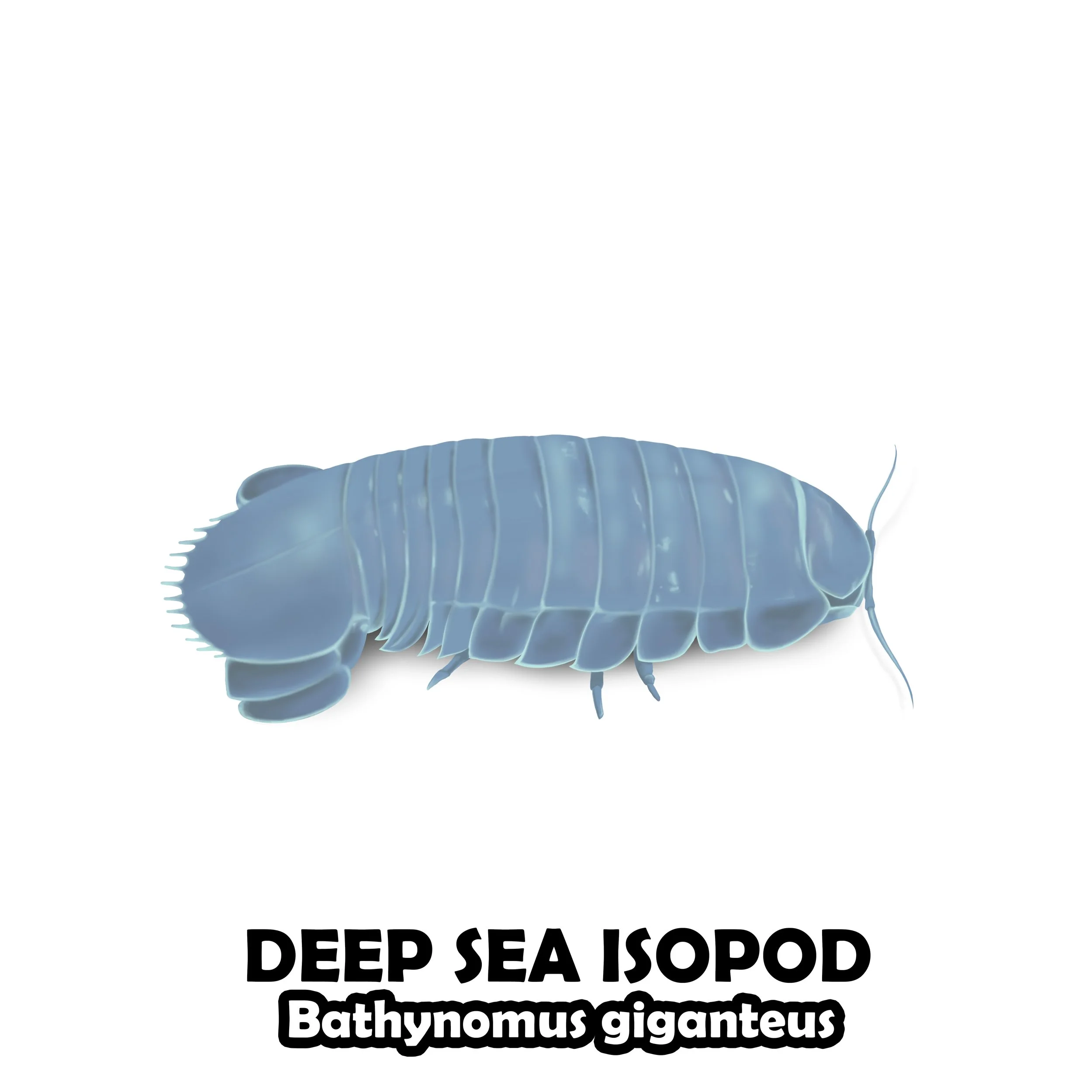 DEEP SEA ISOPOD.jpg