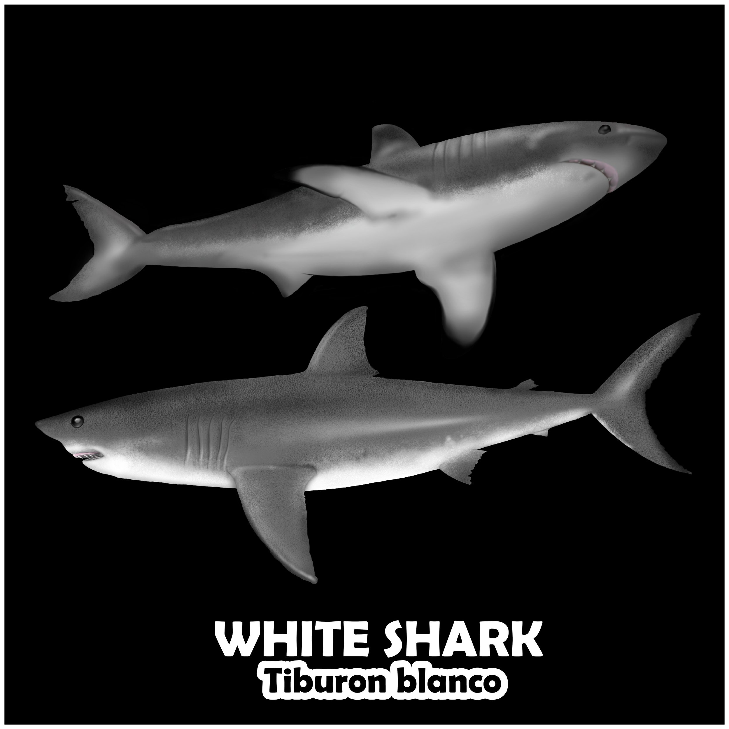 white shark.jpg