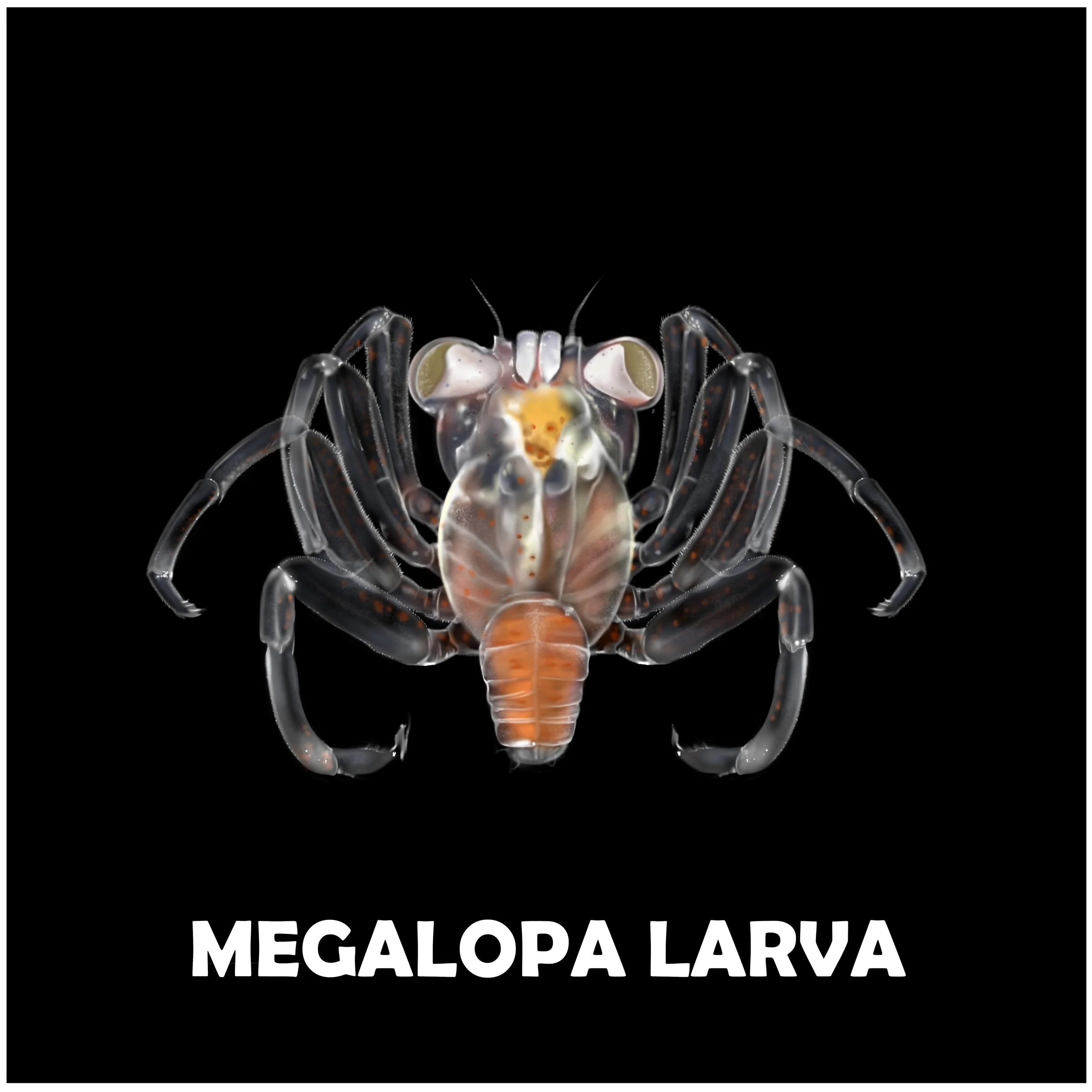 MEGALOPA LARVA.jpg