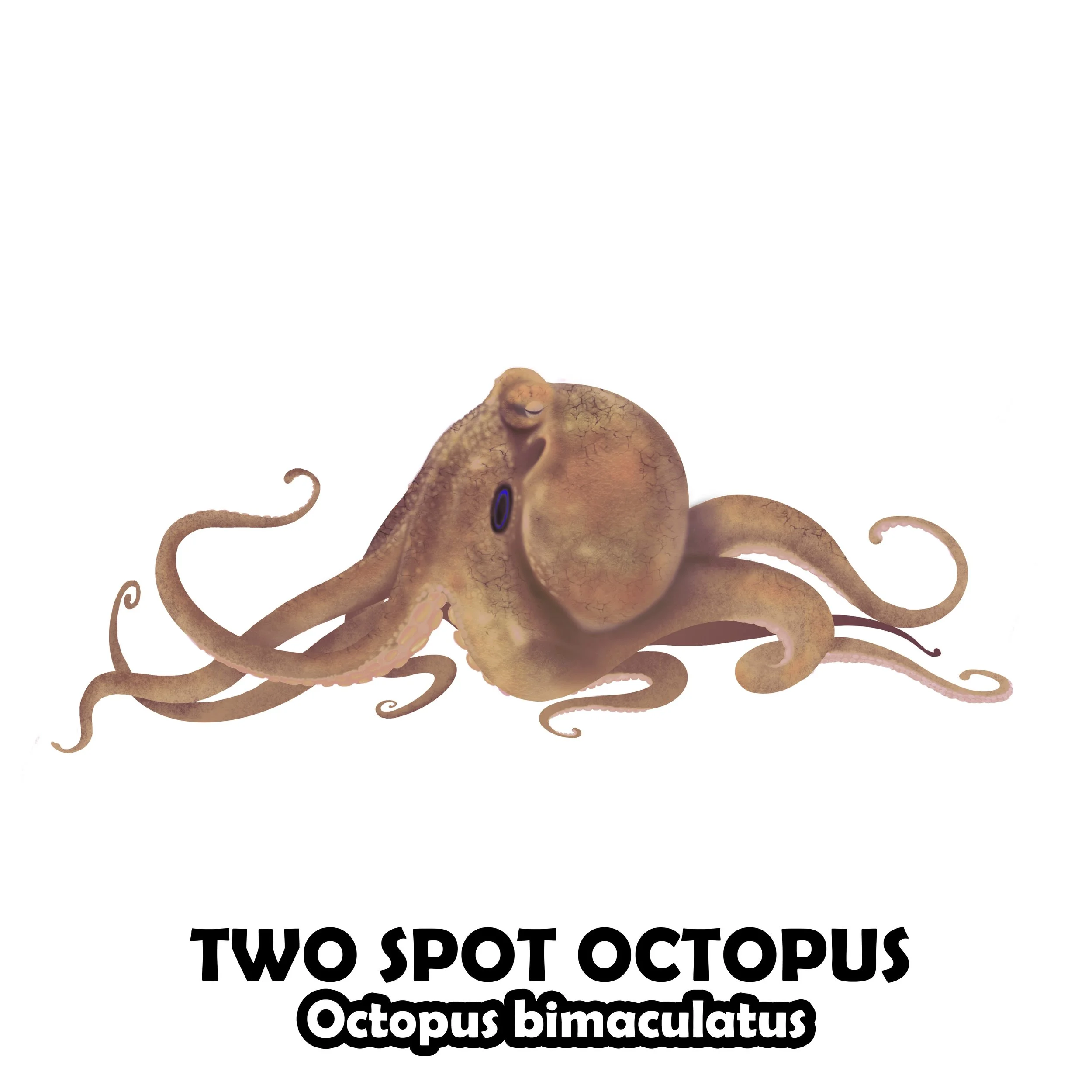 two spot octopus.jpg