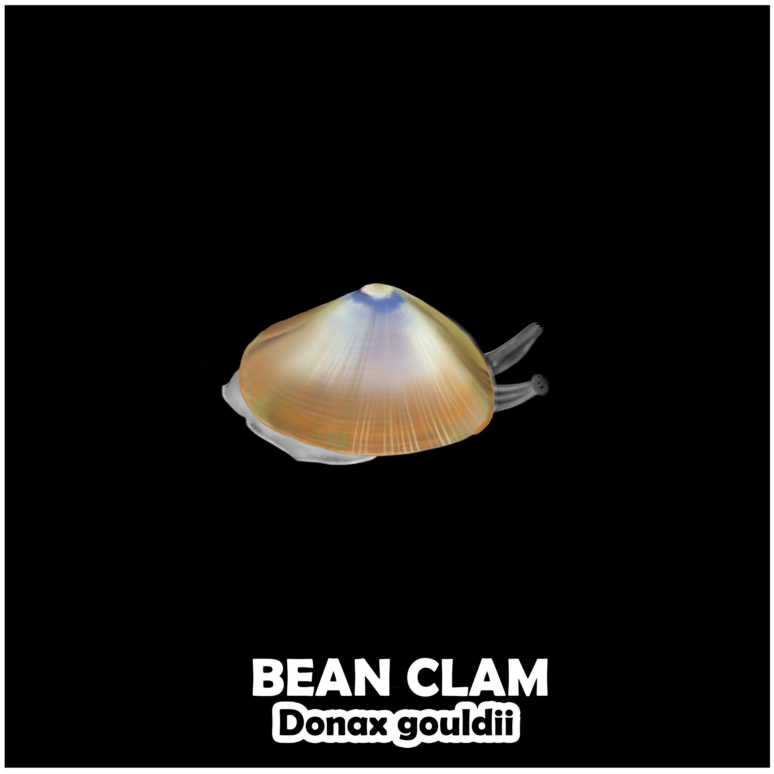 BEAN CLAM.jpg