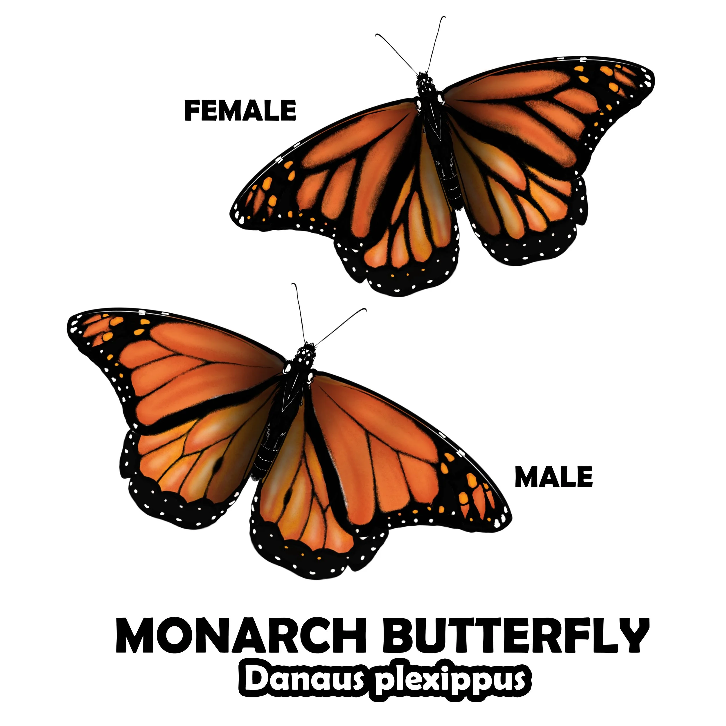 MONARCH BUTTERFLY.jpg