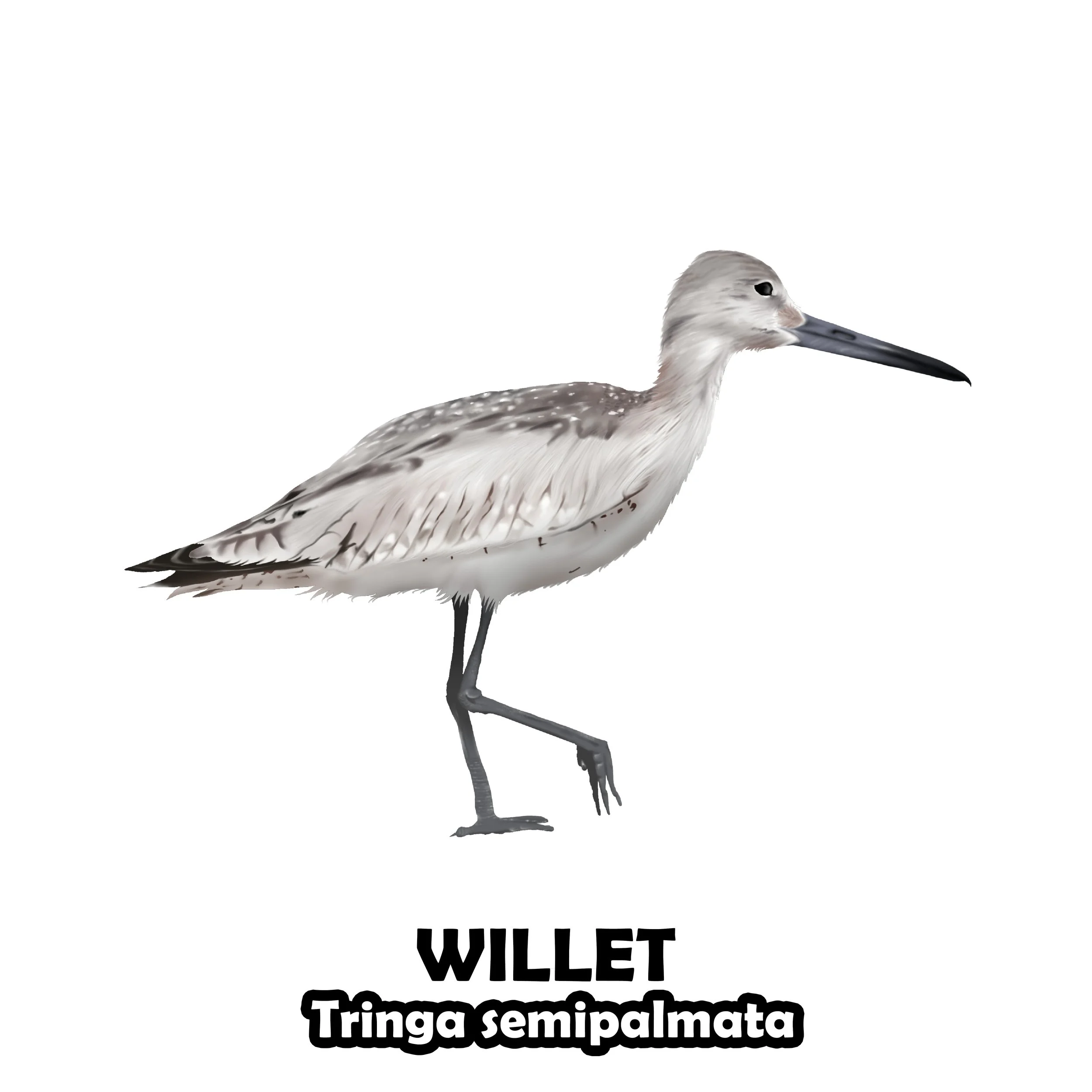 willet.jpg