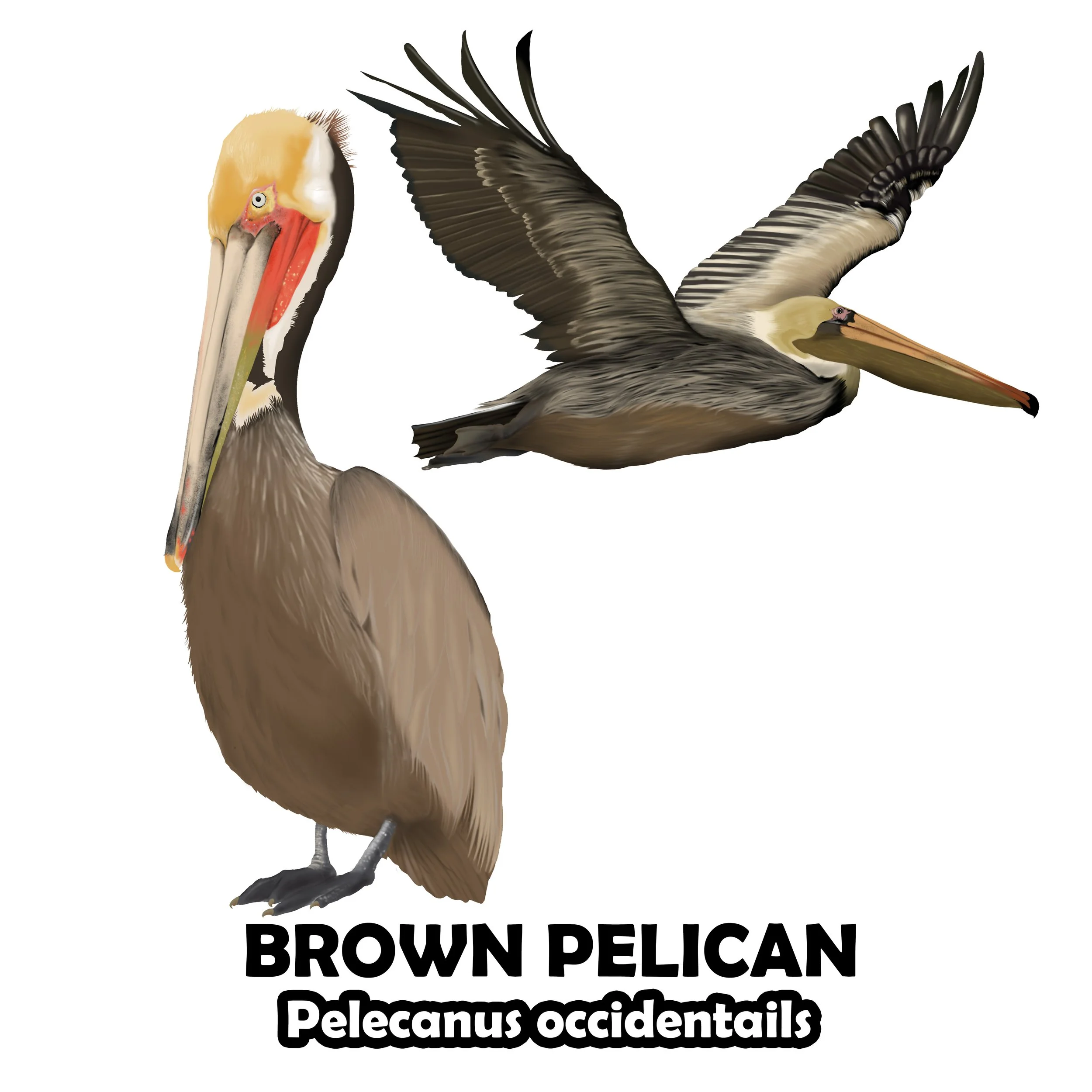 Brown Pelican.jpg