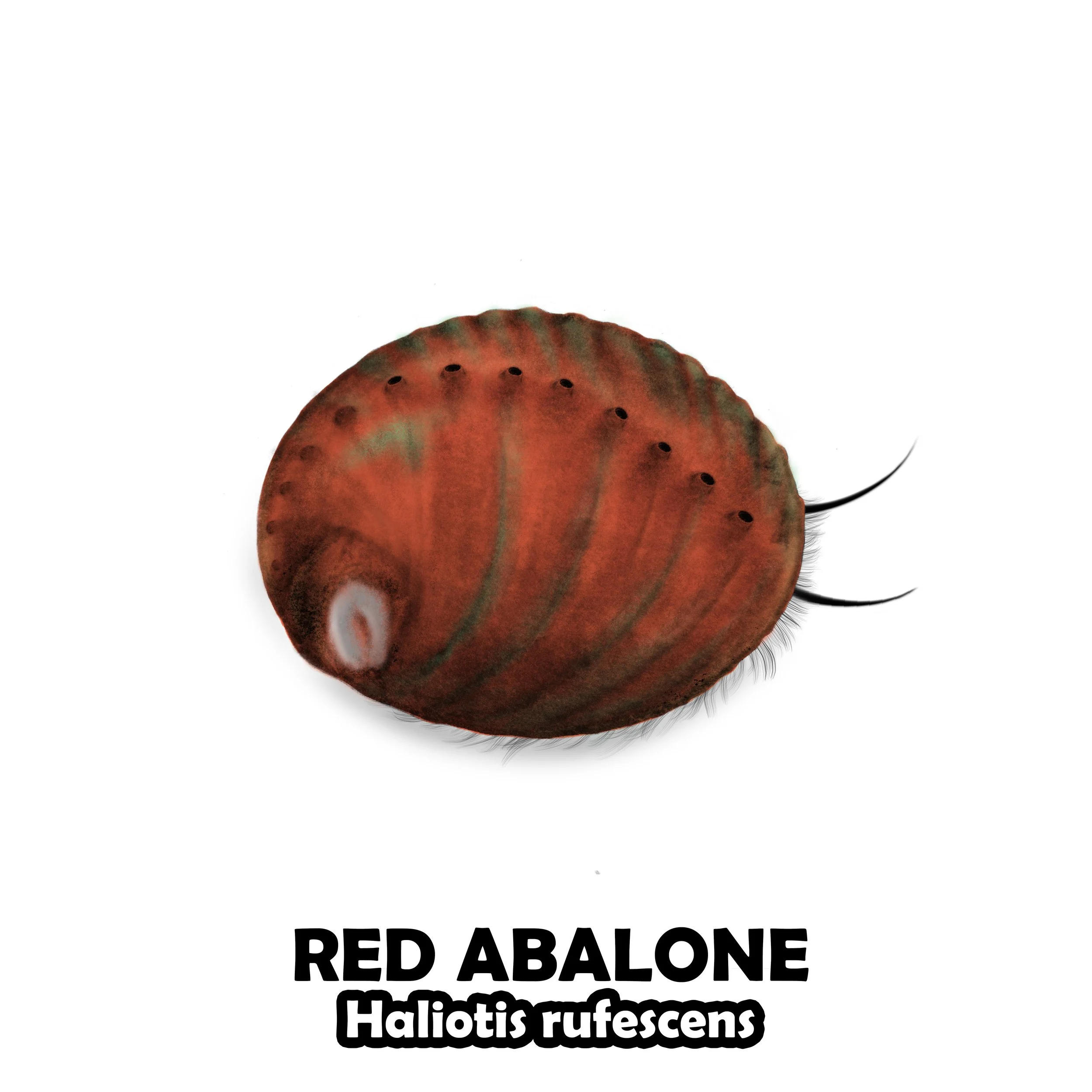 RED ABALONE.jpg