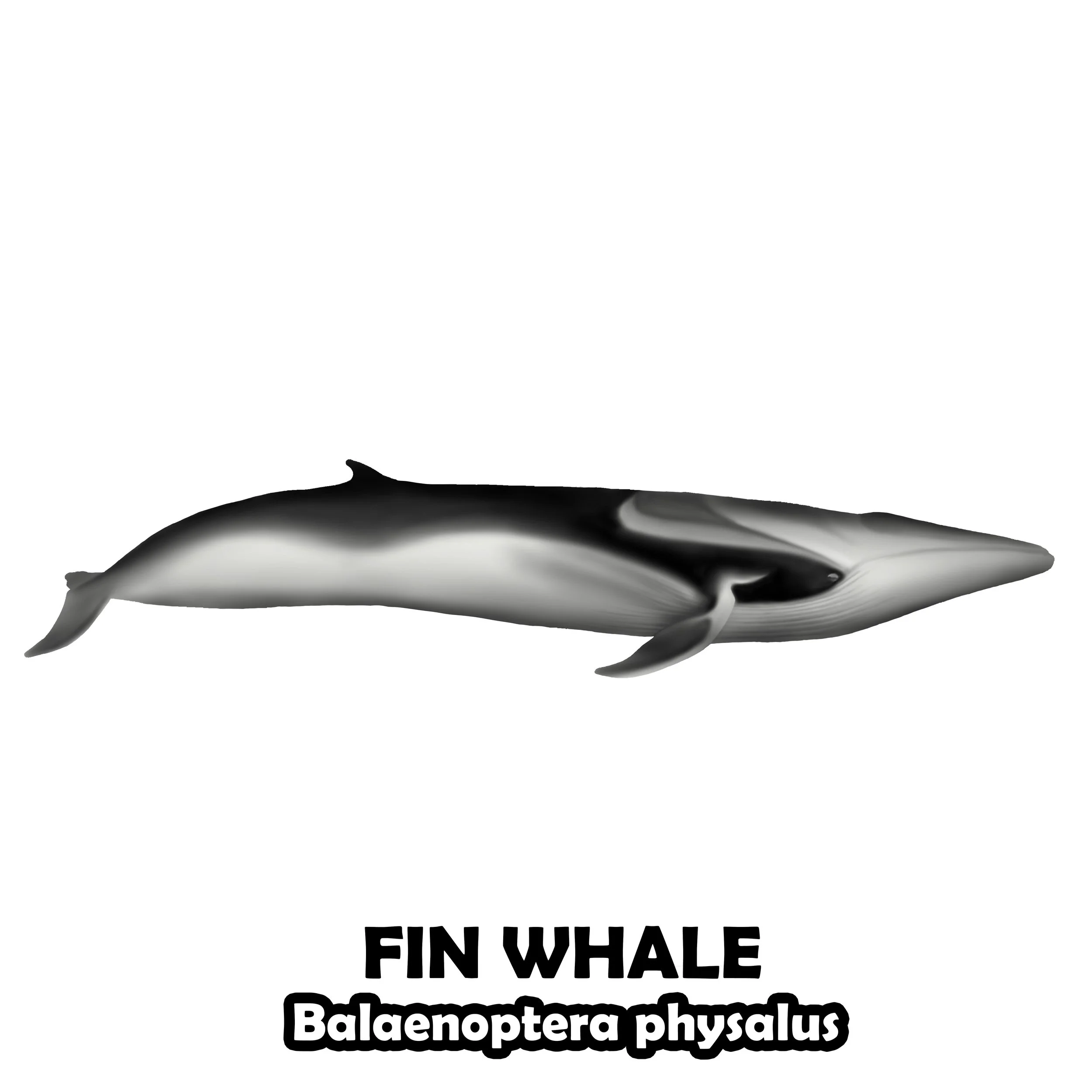 FIN WHALE.jpg
