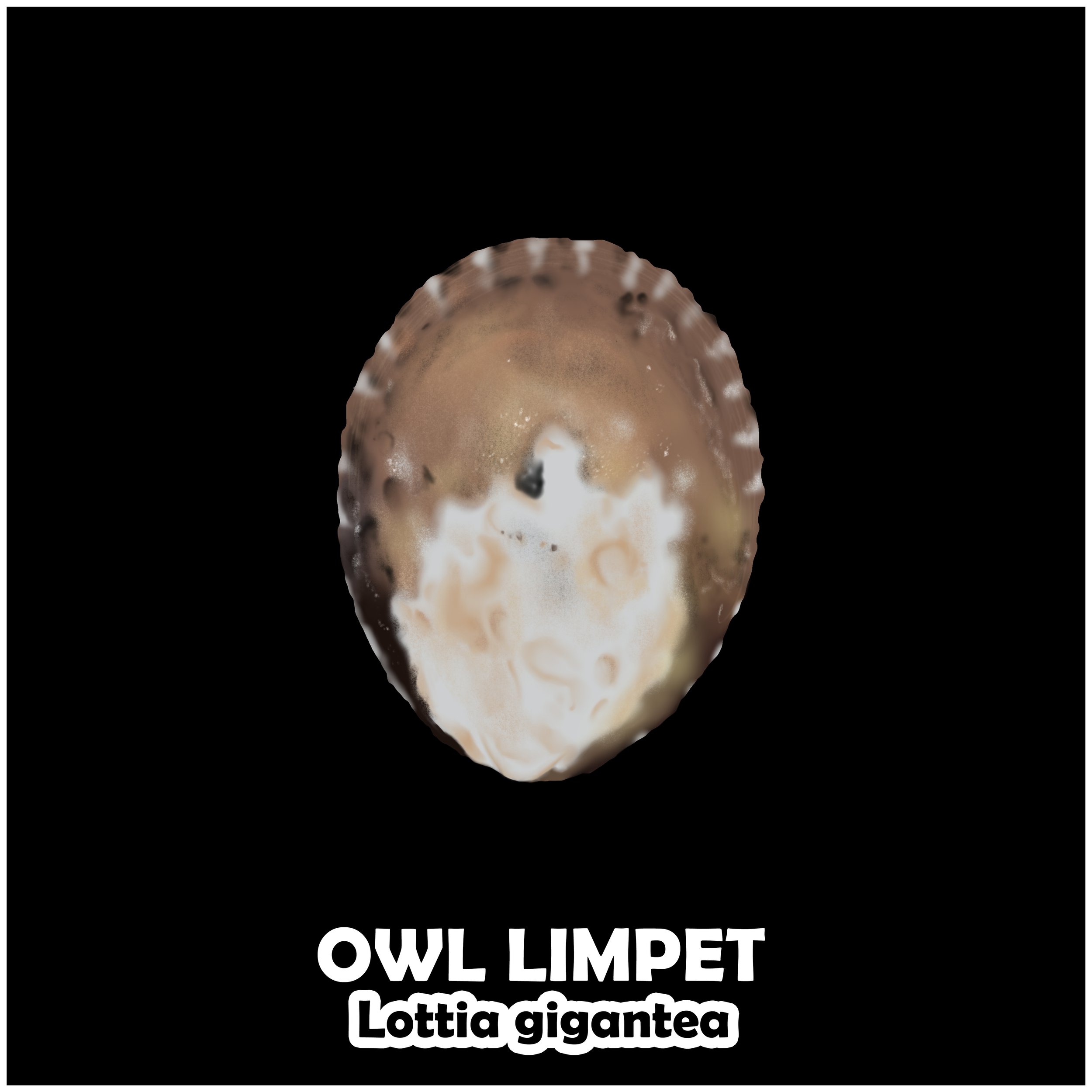 OWL LIMPET.jpg