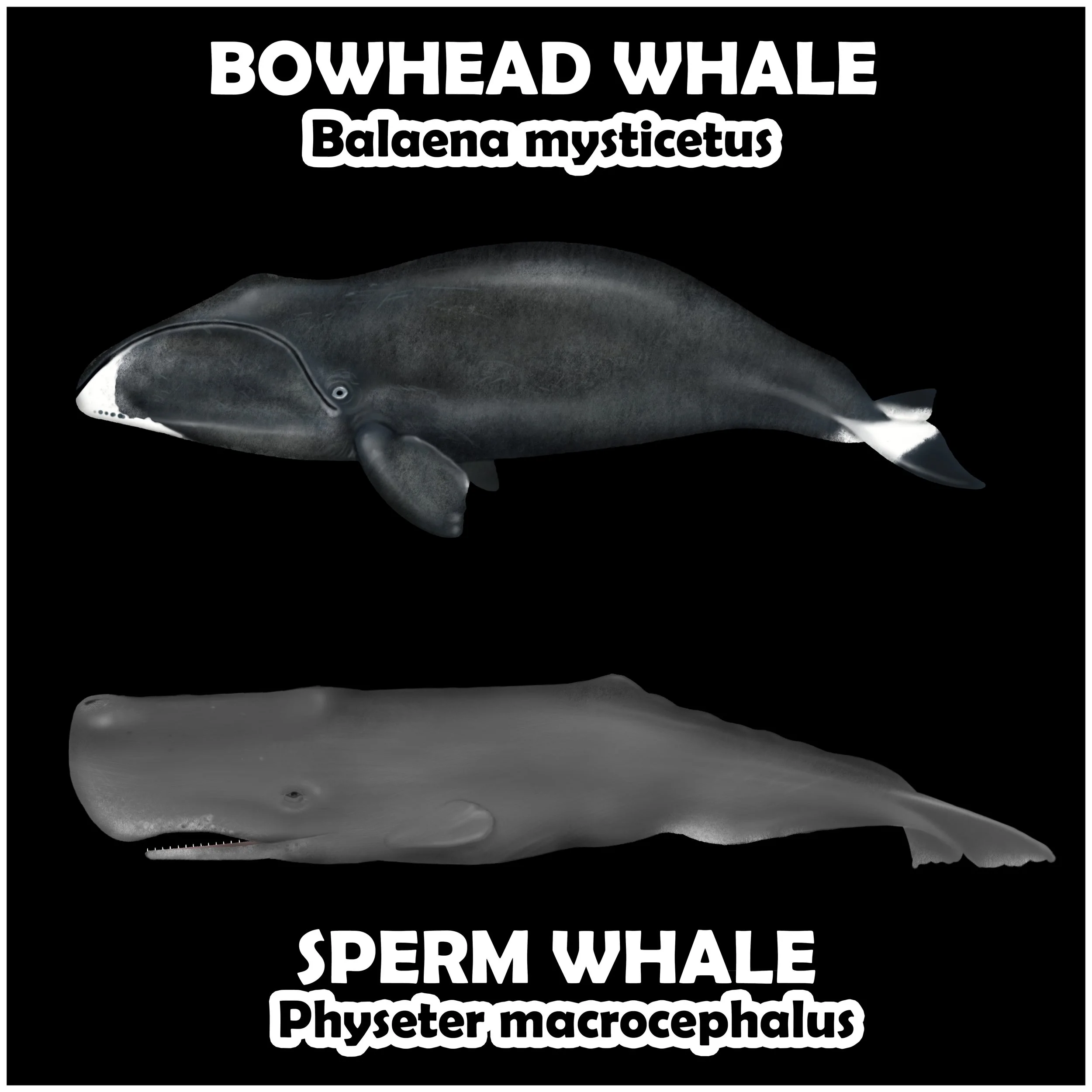 SPERM WHALE & BOWHEAD WHALE.jpg