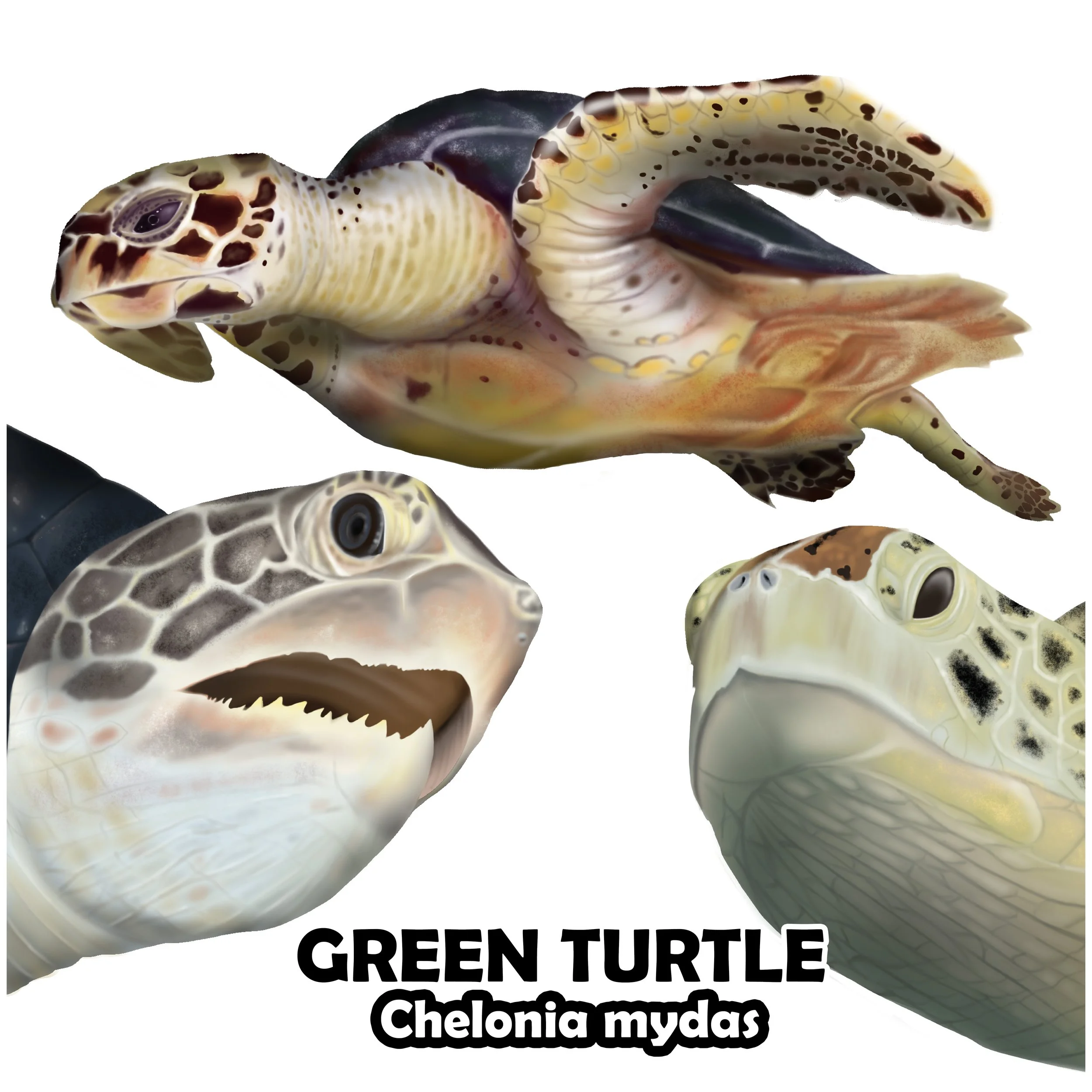 GREEN TURTLE.jpg