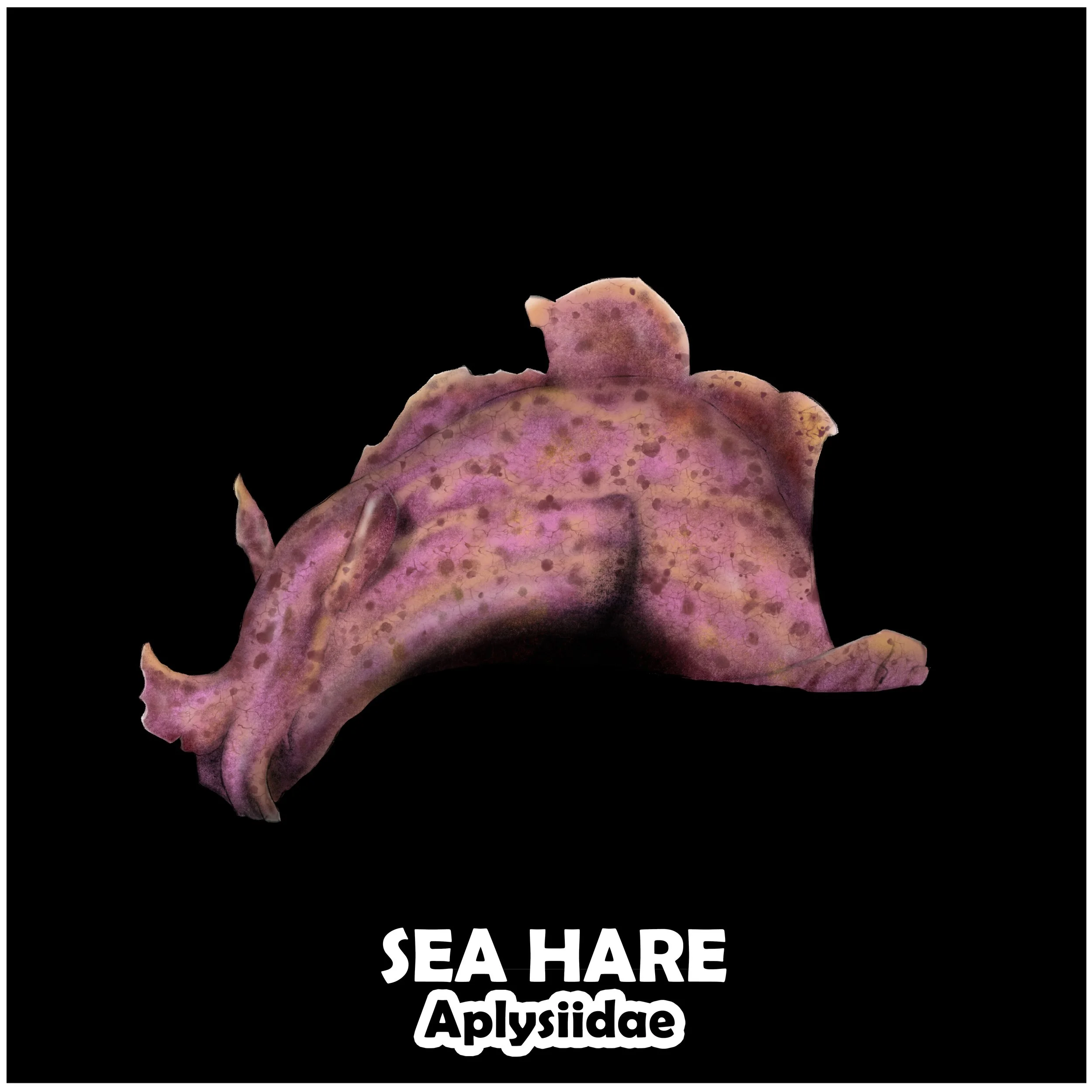 SEA HARE.jpg