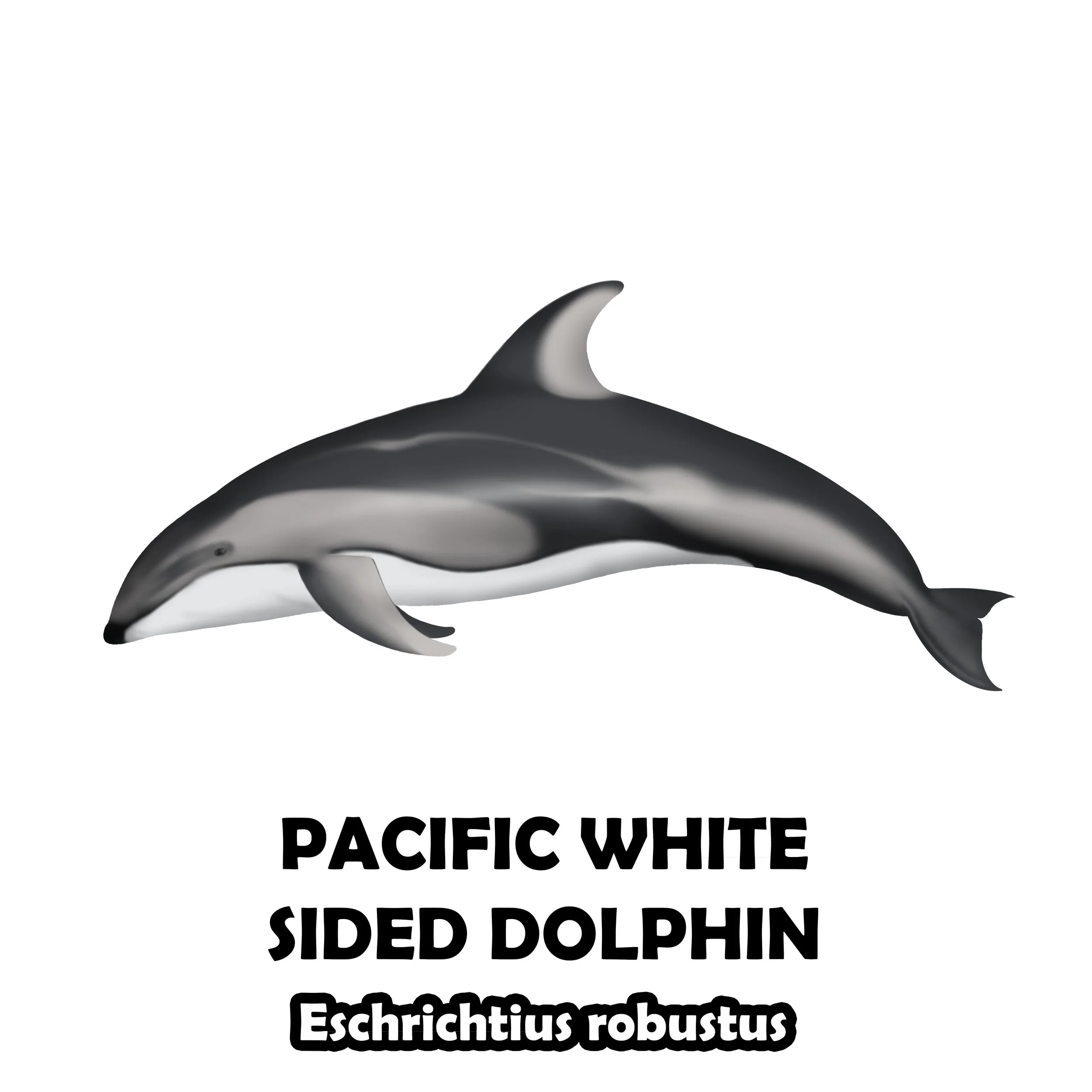 Pacific white sided dolphin.jpg