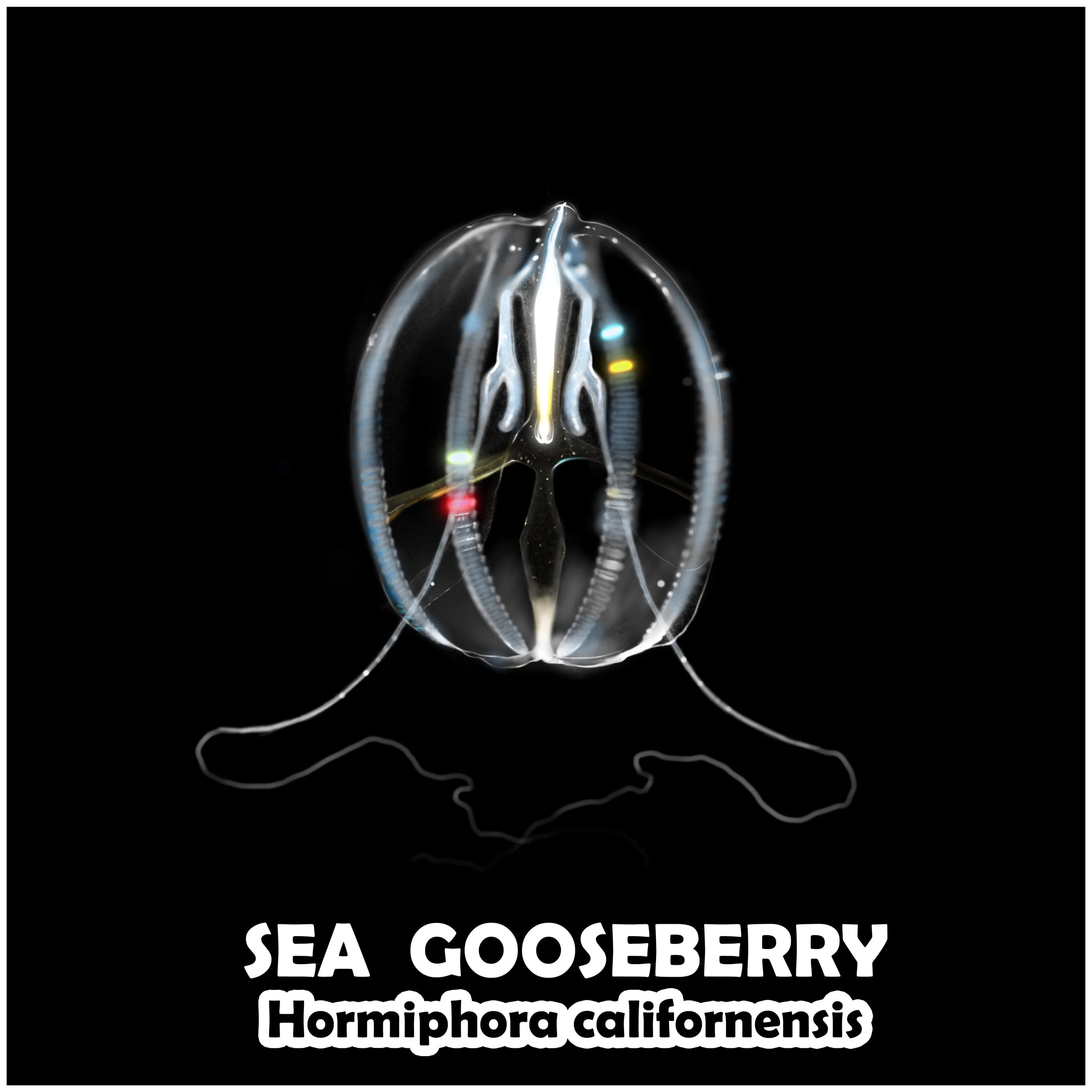 SEA GOOSEBERRY.jpg
