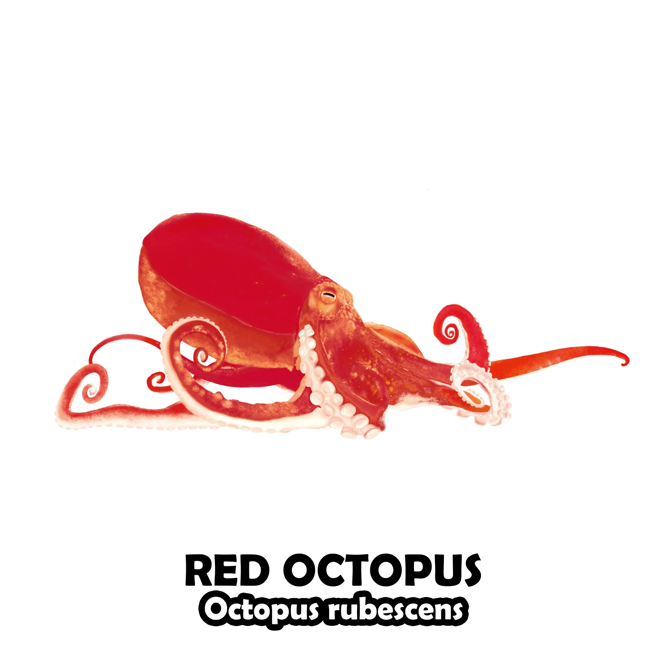 RED OCTOPUS.jpg