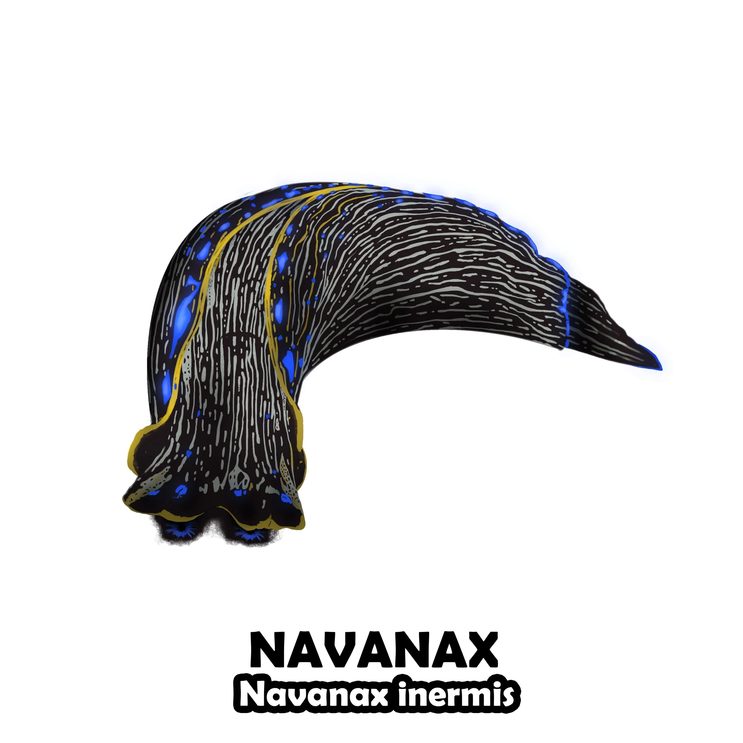 NAVANAX.jpg