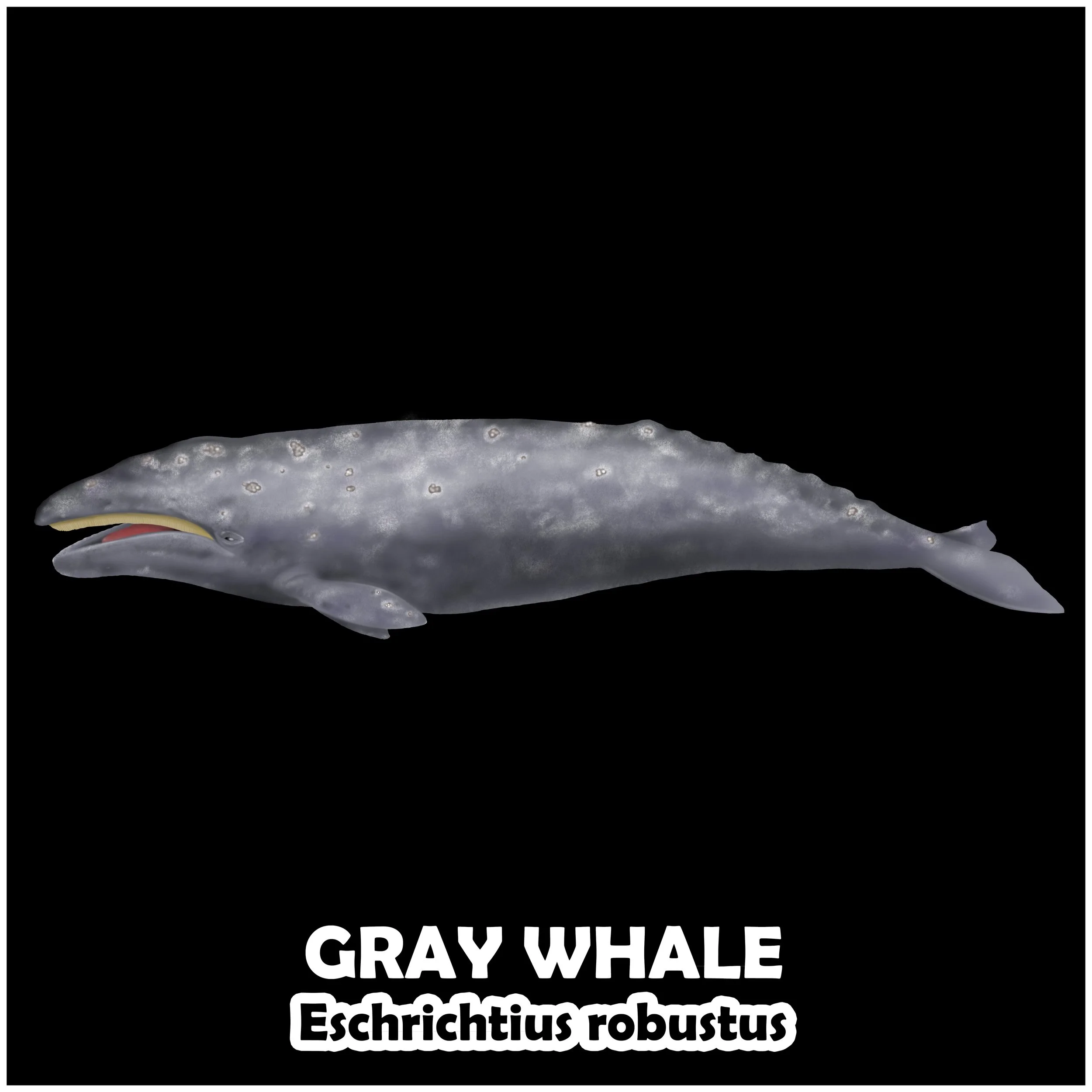 GRAY WHALE.jpg
