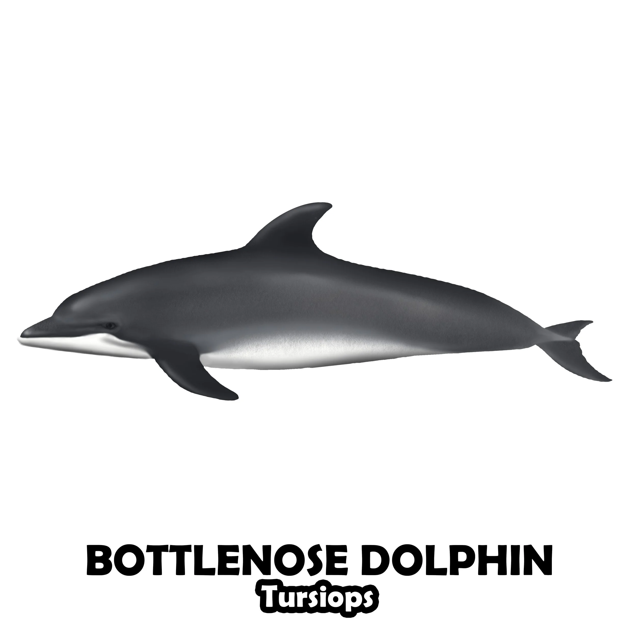 BOTTLENOSE DOLPHIN.jpg
