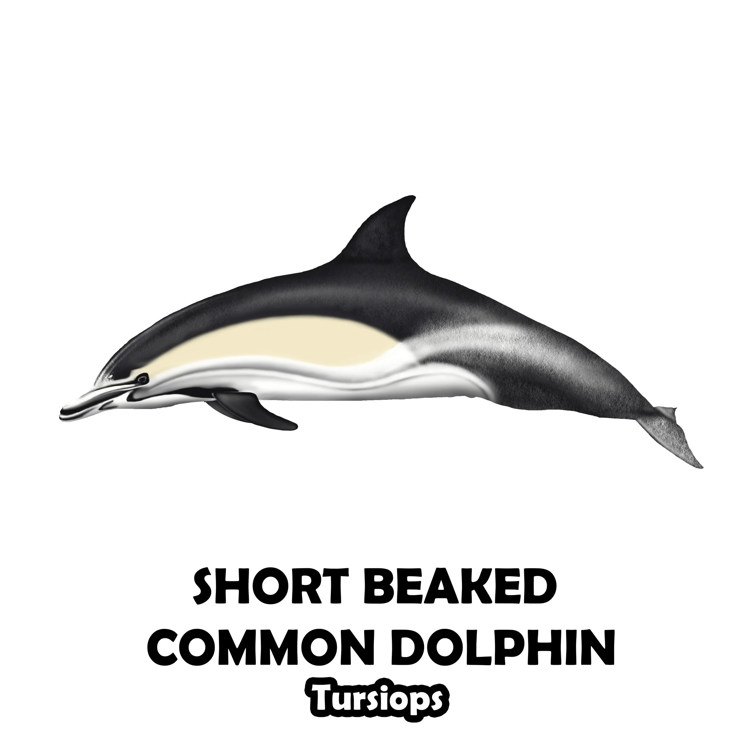 SHORT beaked common dolphin.jpg