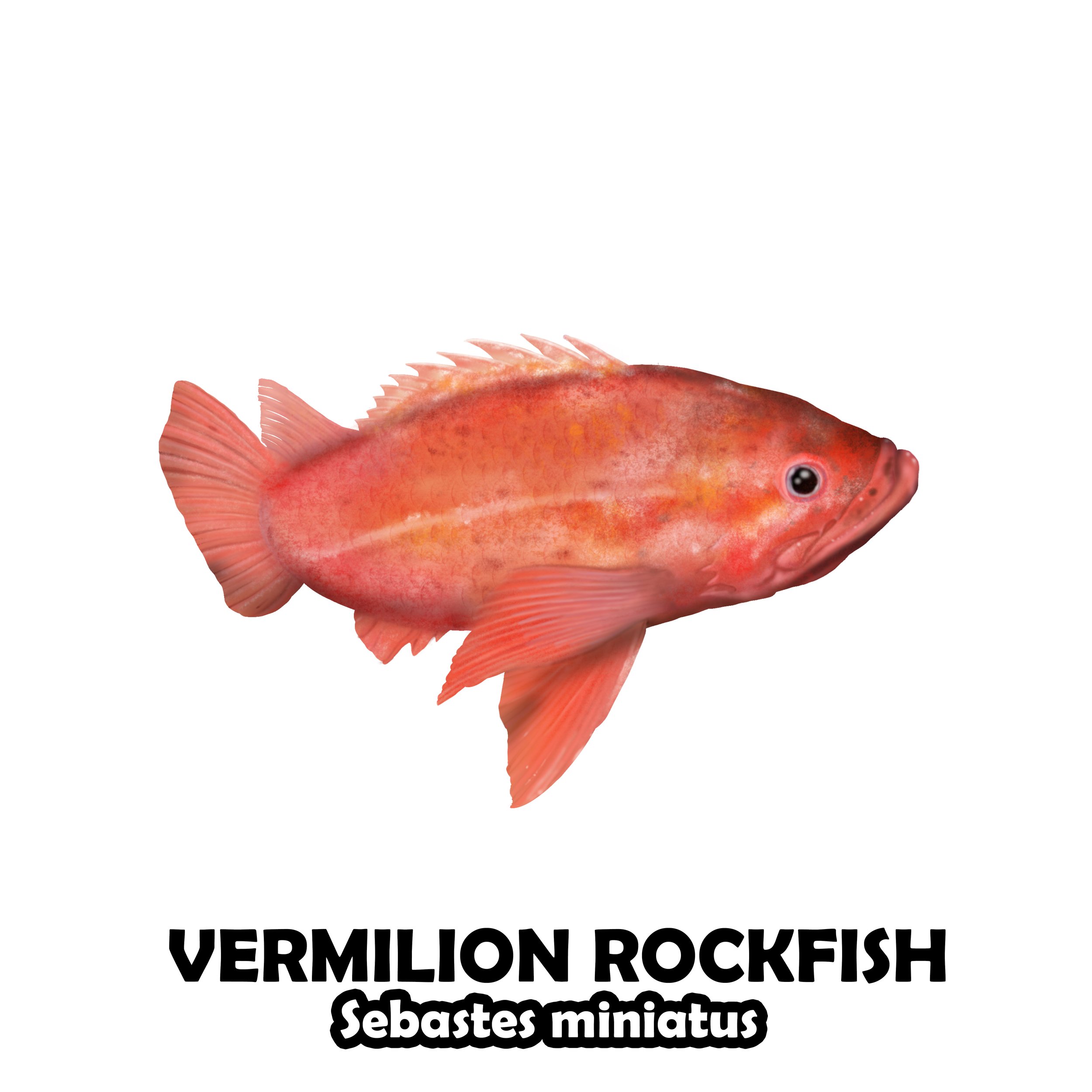 Vermilion rockfish.jpg