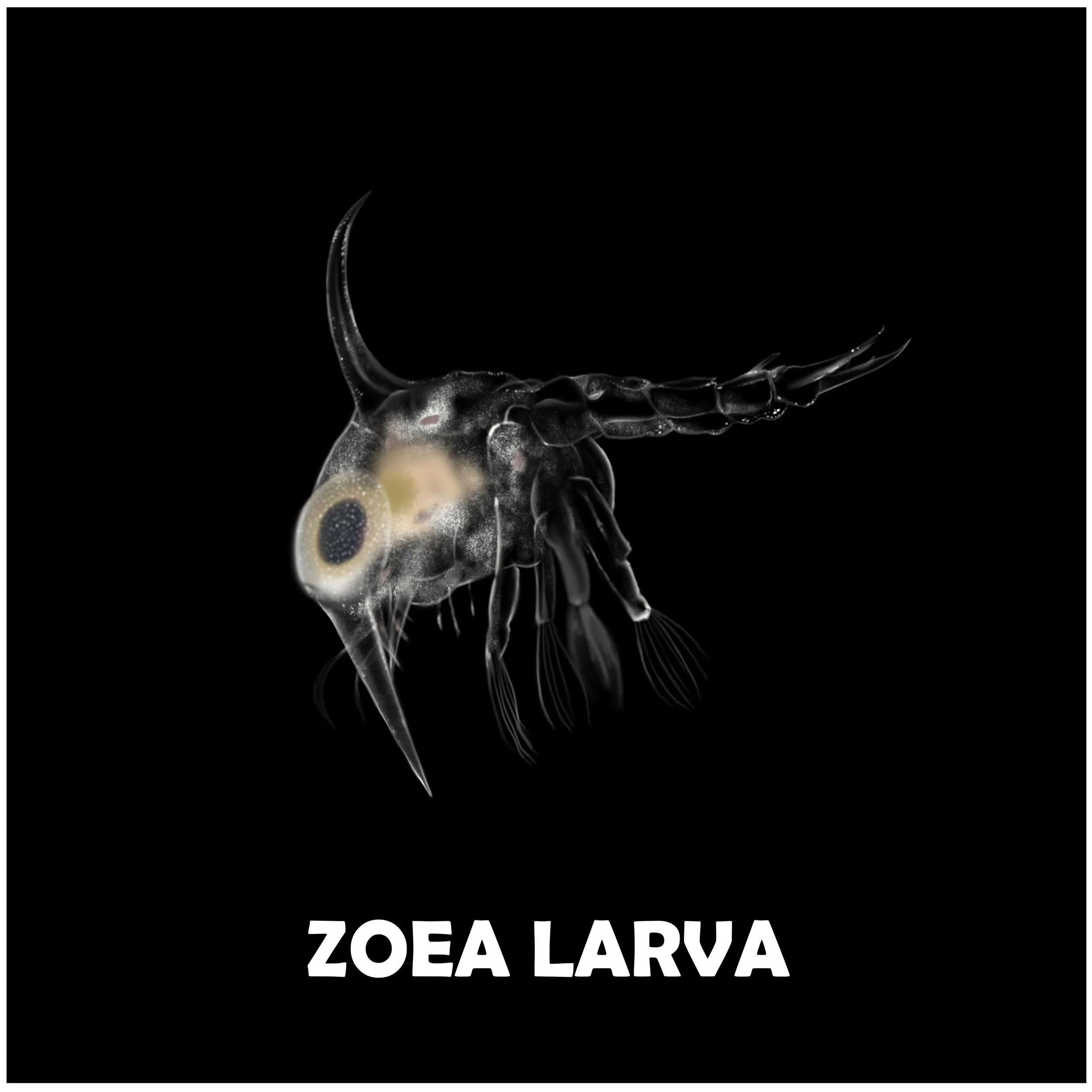 ZOEA LARVA.jpg
