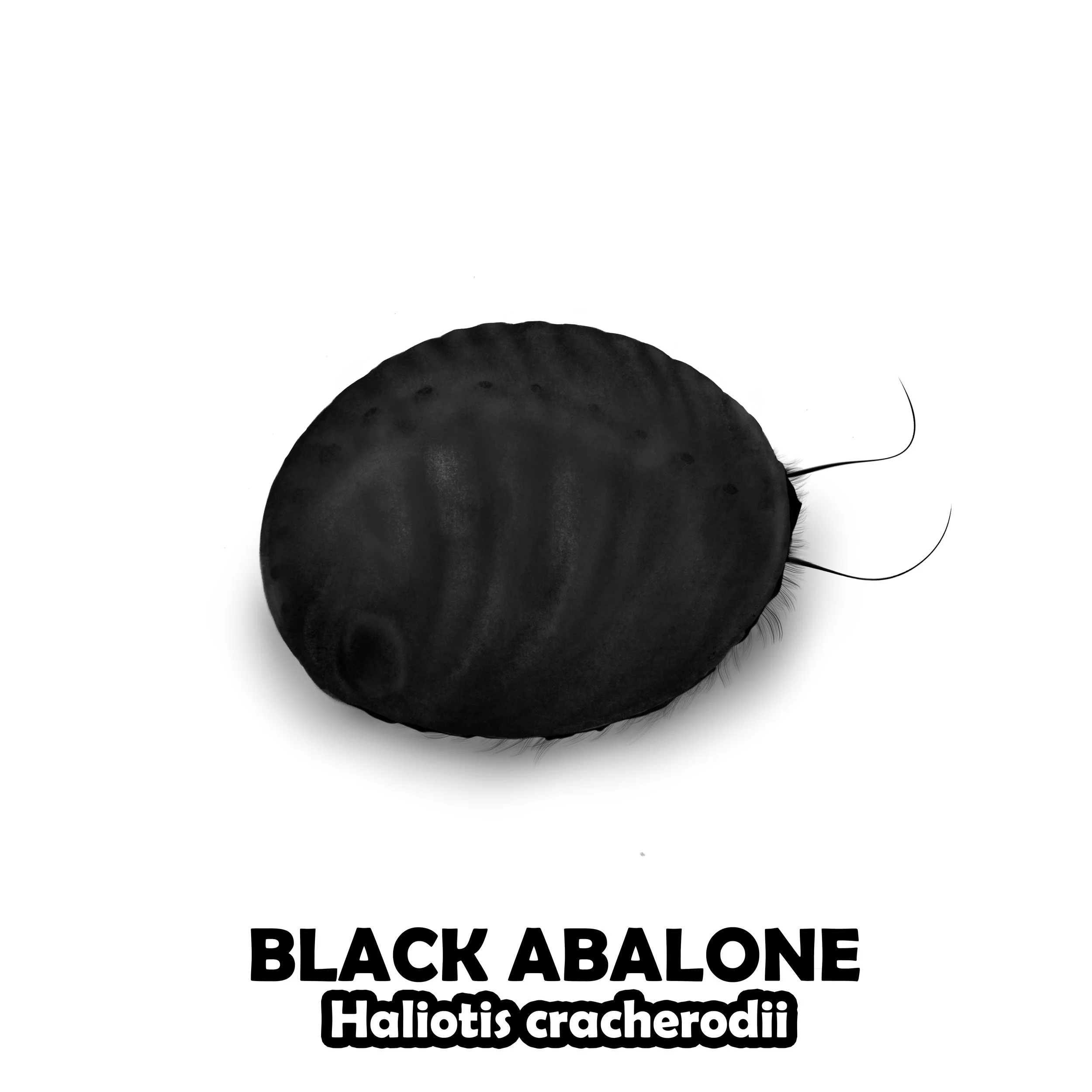 BLACK ABALONE.jpg