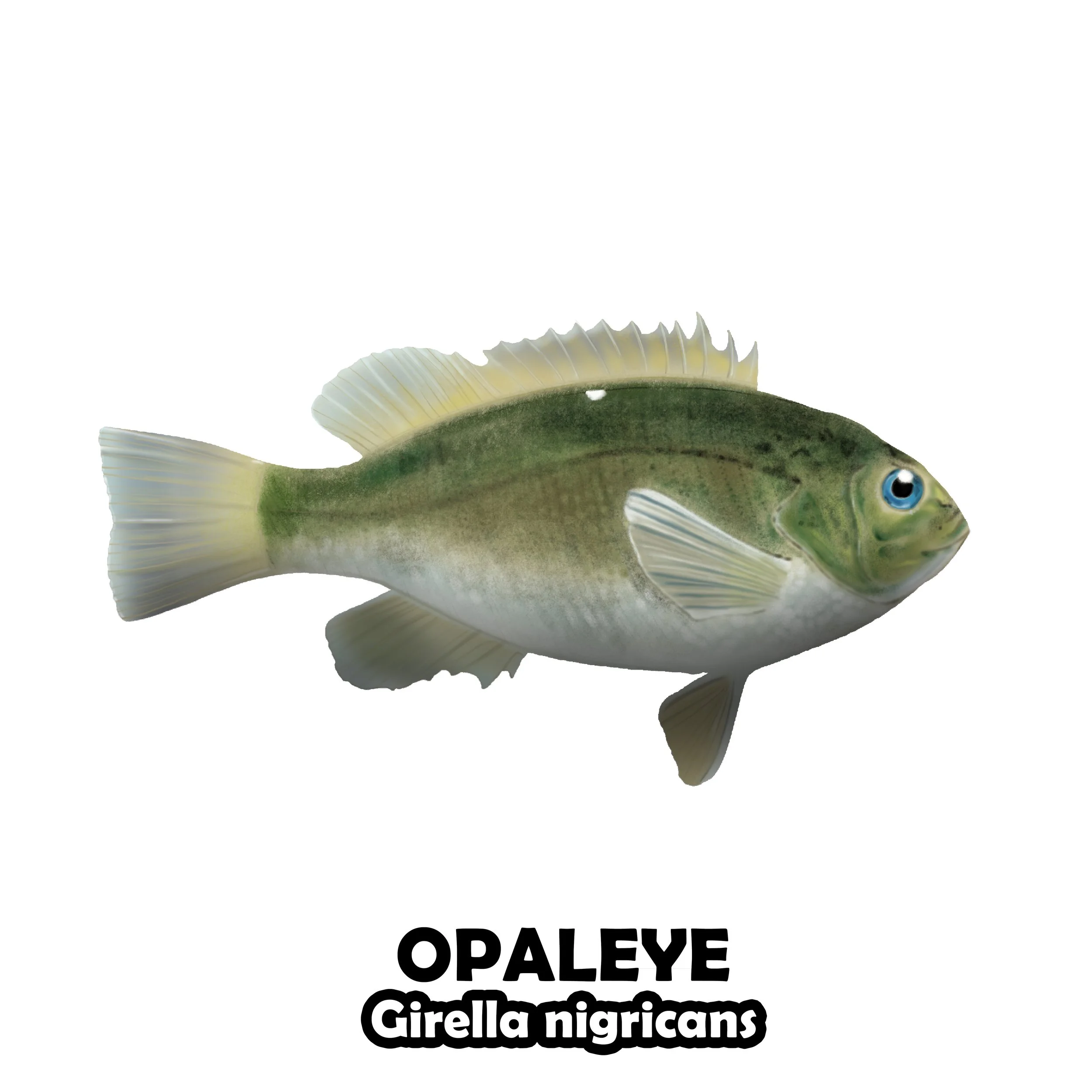 OPALEYE.jpg