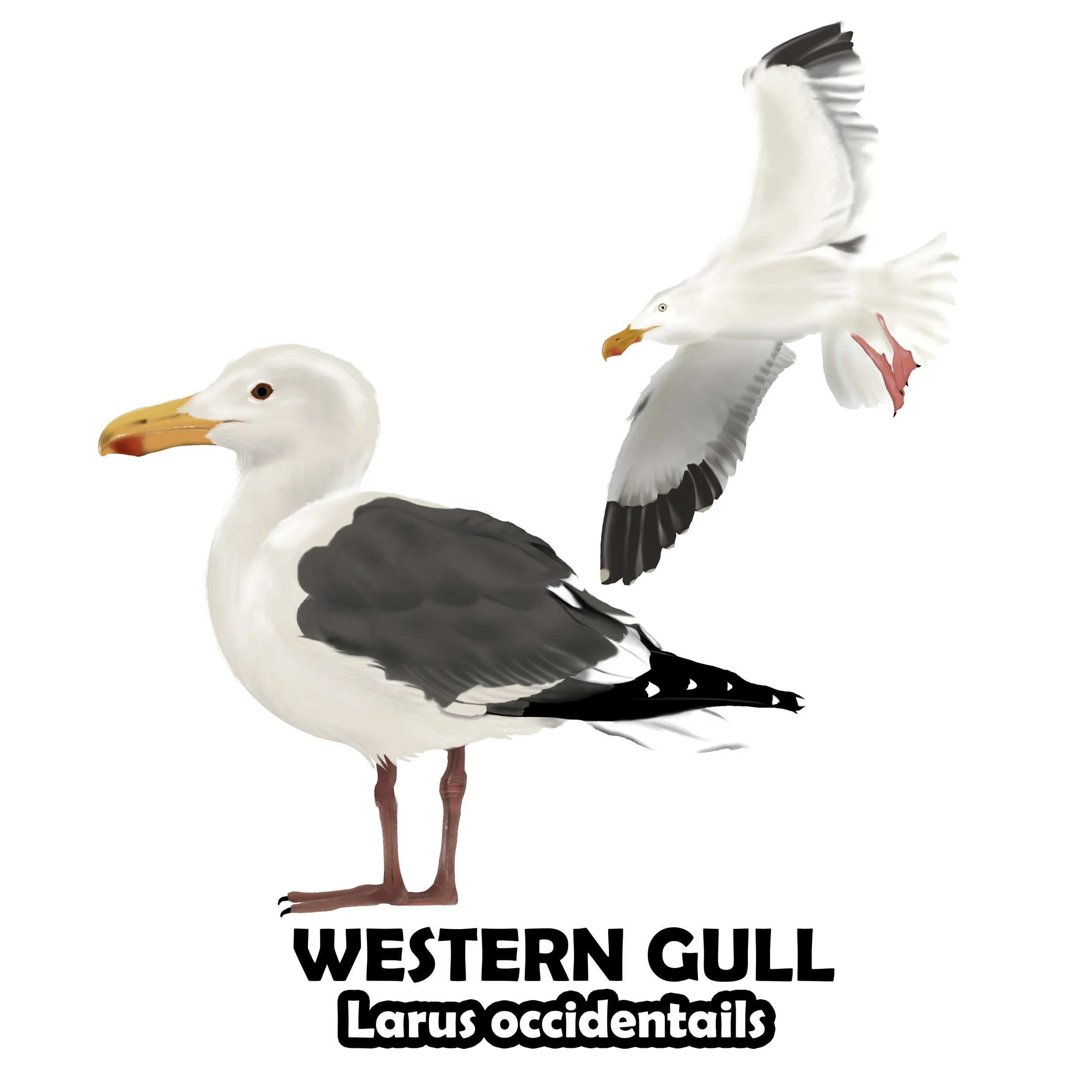 CALIFORNIA GULL.jpg