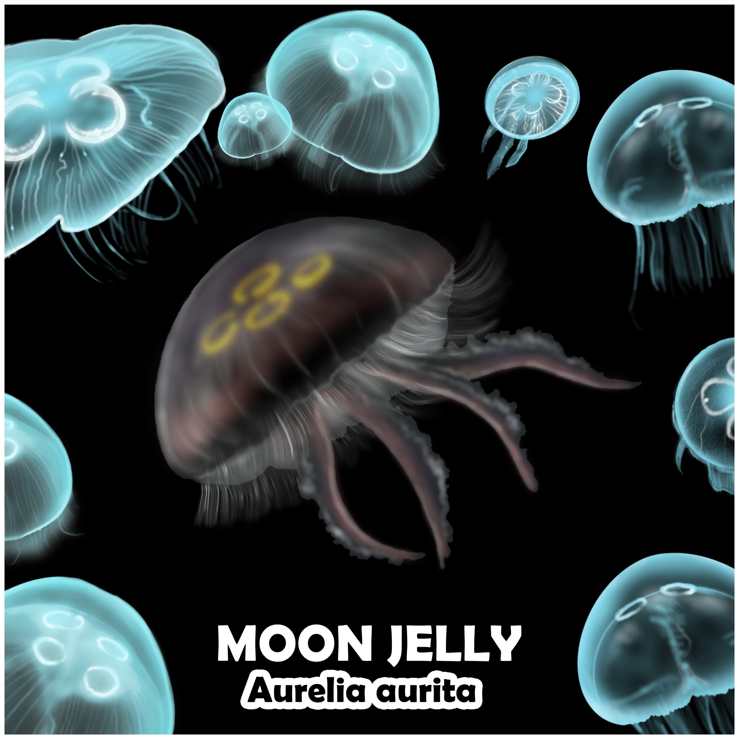 moon jellys.jpg