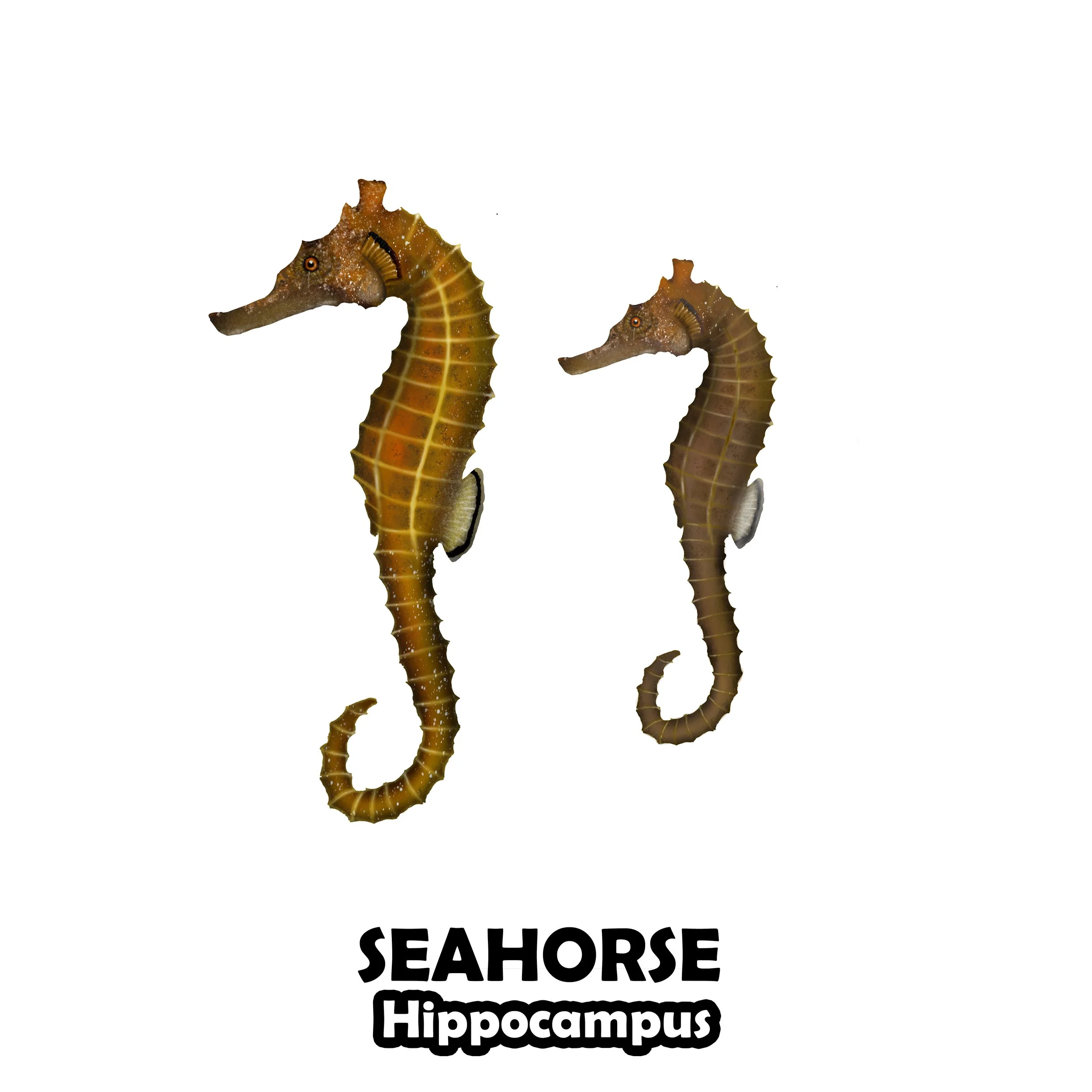 SEAHORSE.jpg
