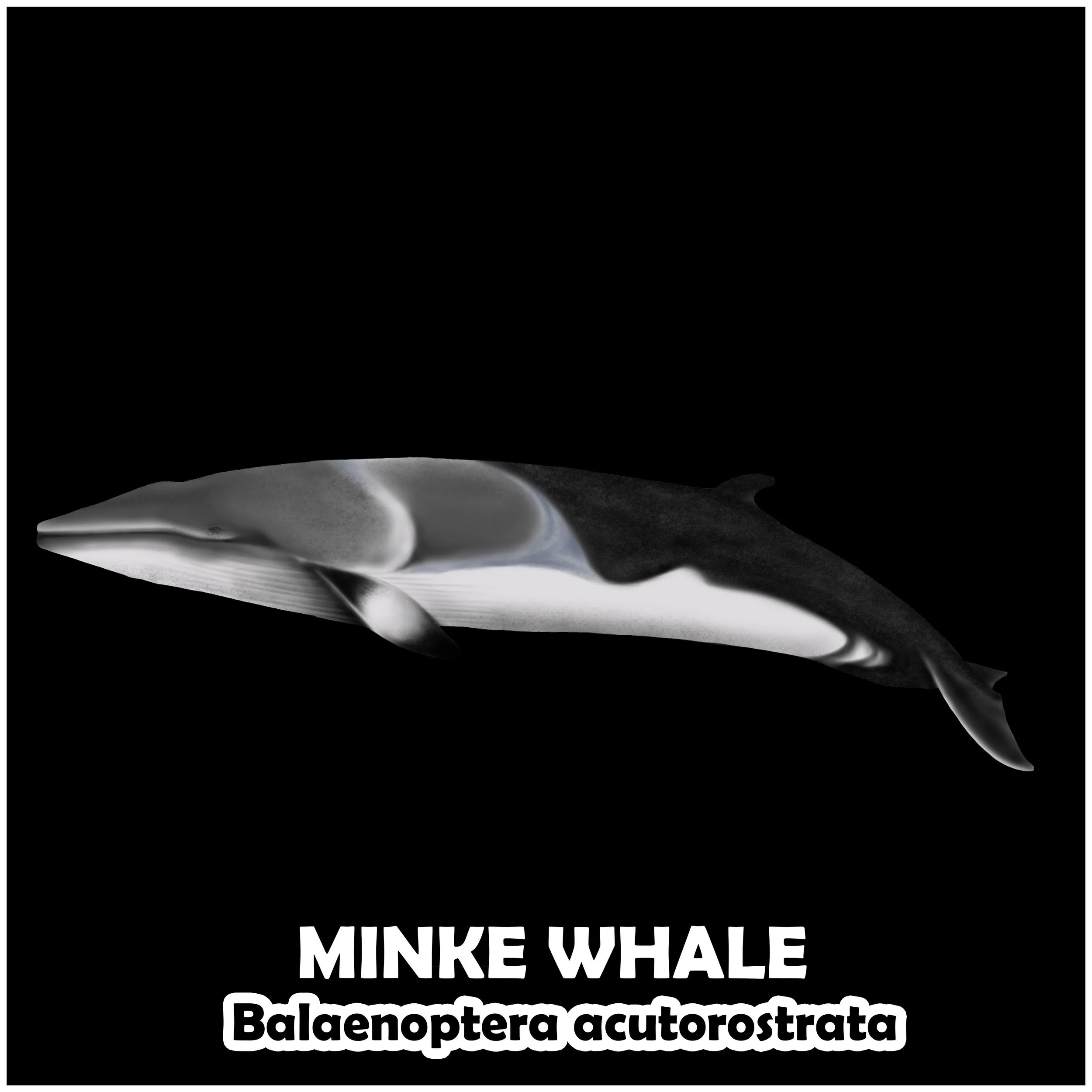 MINKE WHALE.jpg
