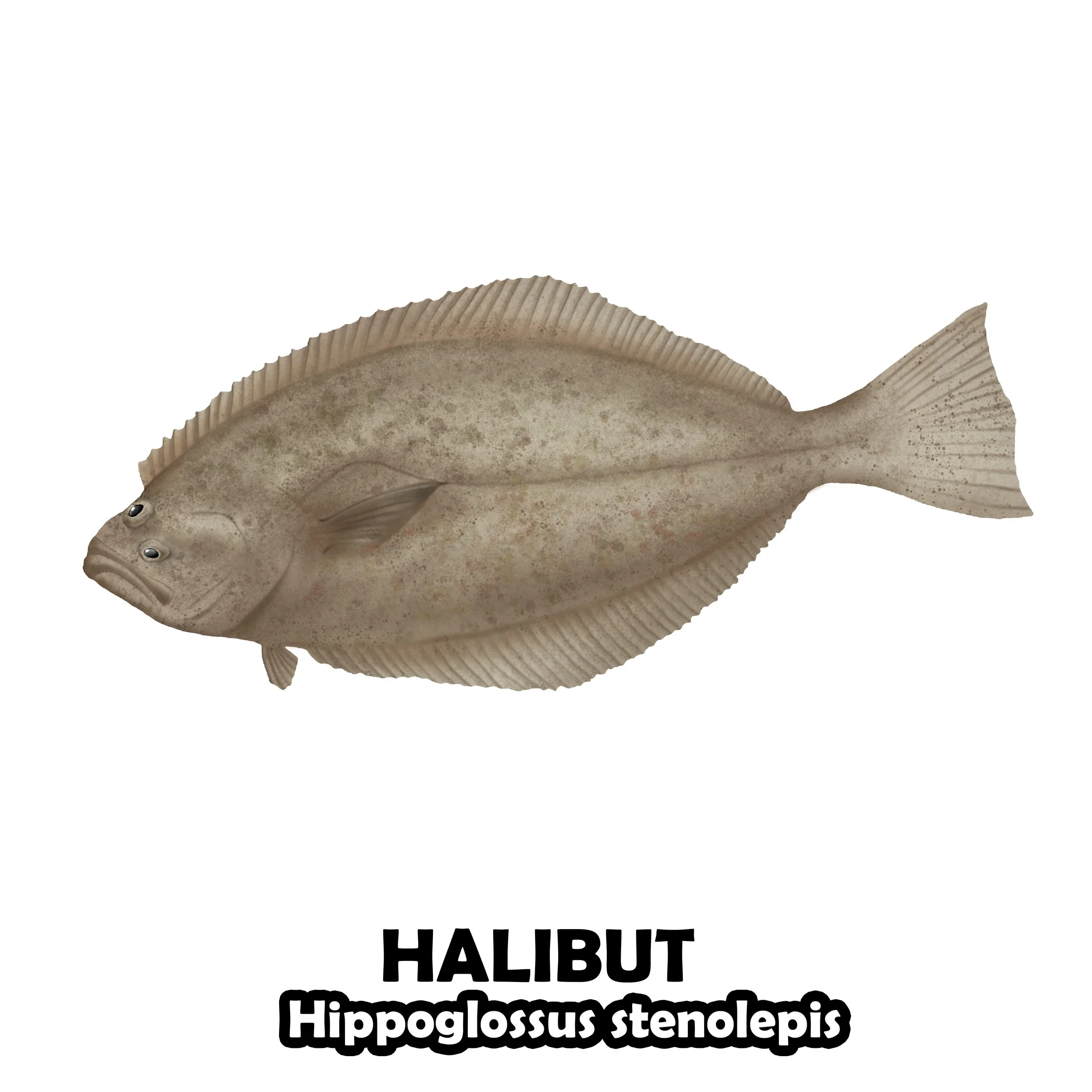 HALIBUT.jpg