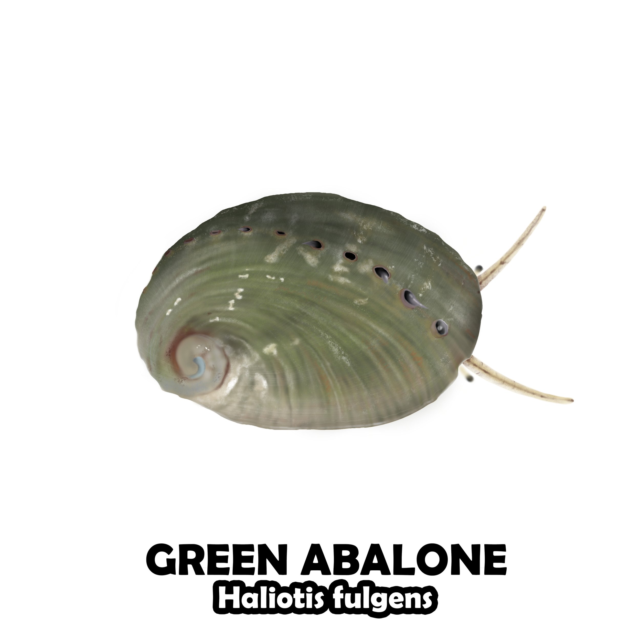 GREEN ABALONE.jpg