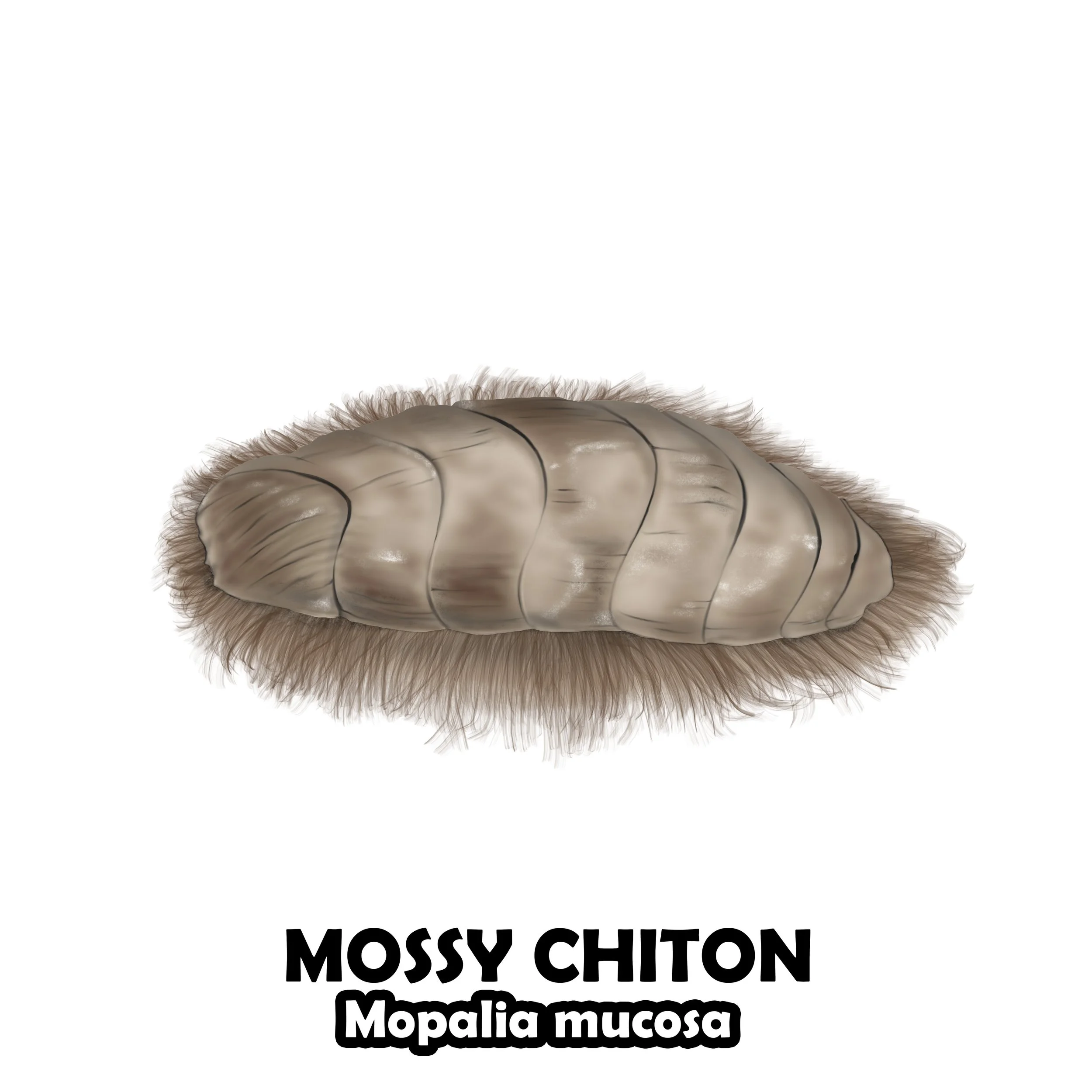 MOSSY CHITON.jpg