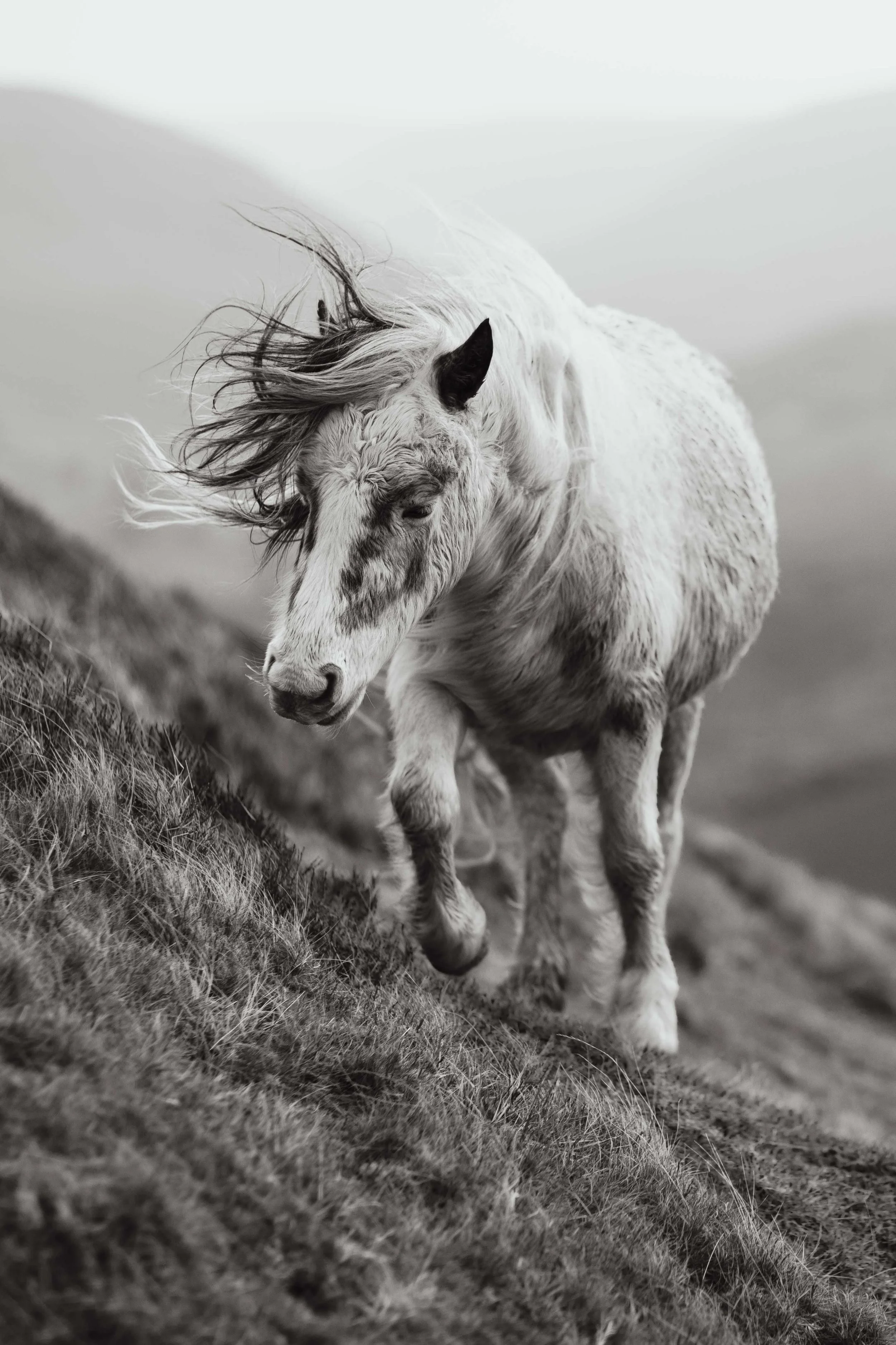 Portrait_b-W_pony.jpg