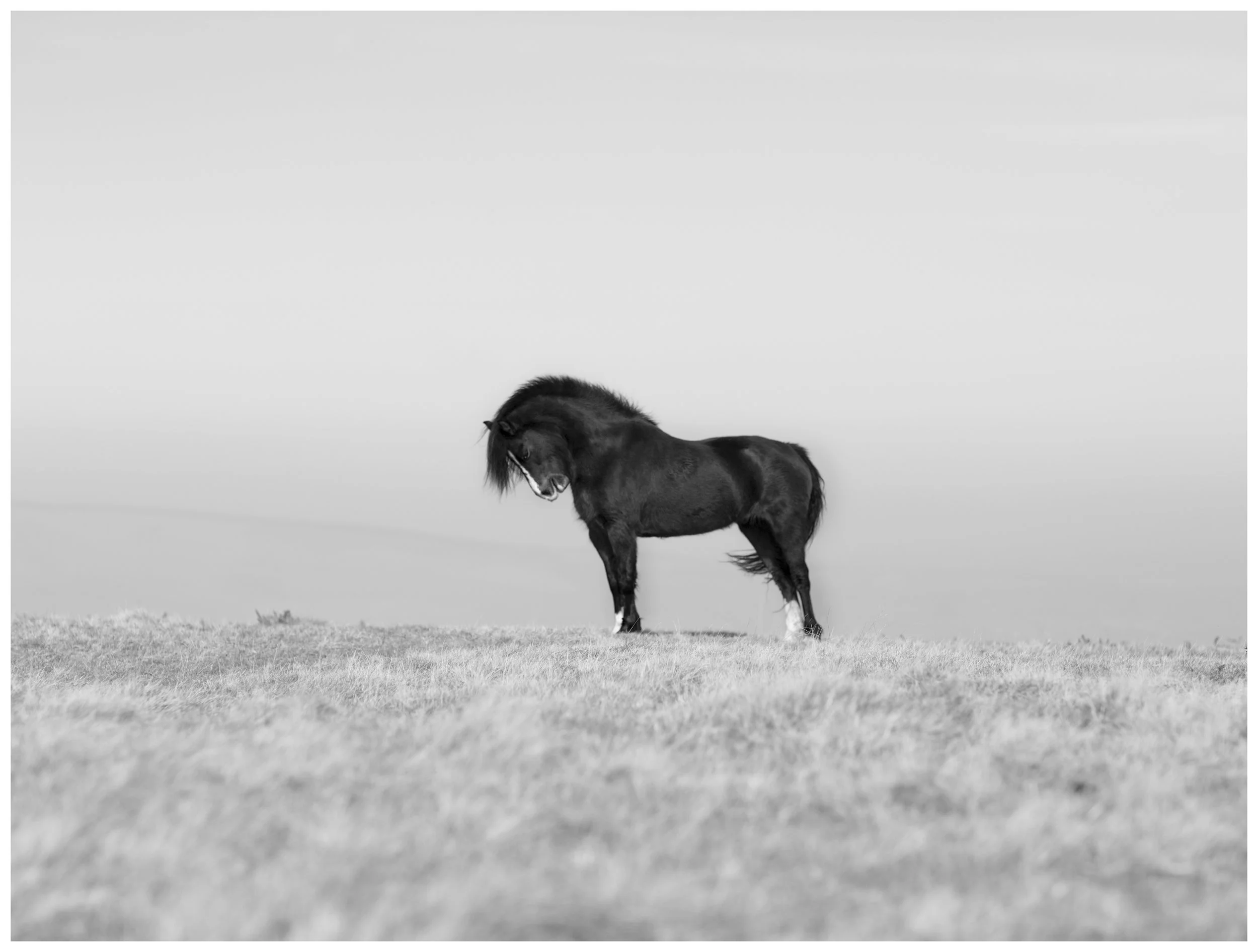 stallion begwyns edited Print File copy.jpg