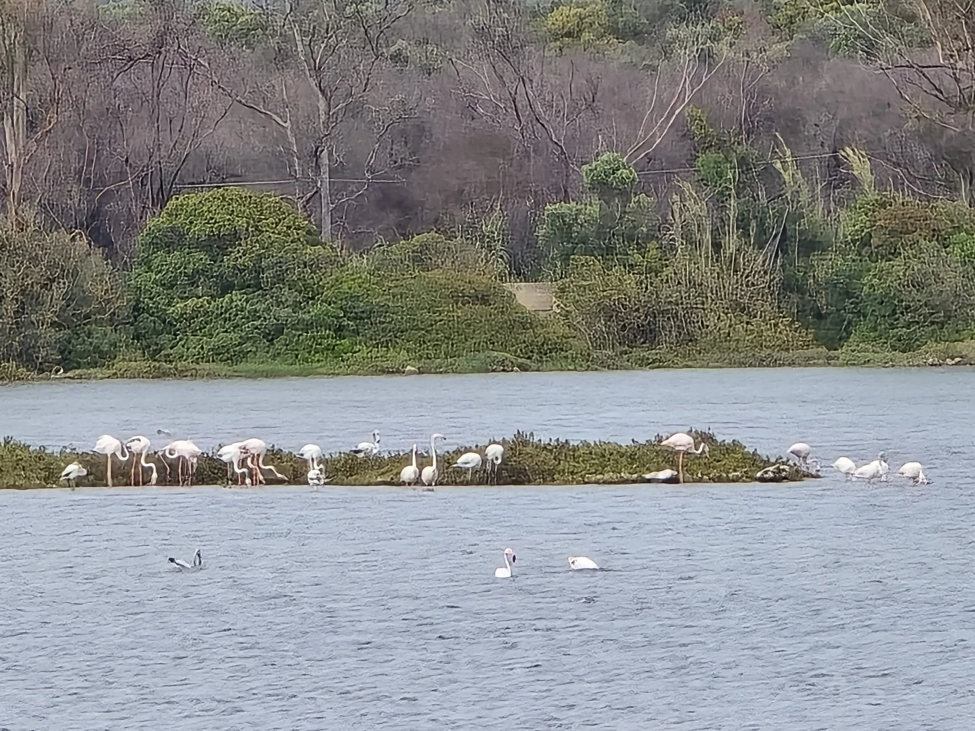 A calm body of water with a few birds floating on it, bordered by green bushes and trees, with a distant hilly shoreline under a cloudy sky.