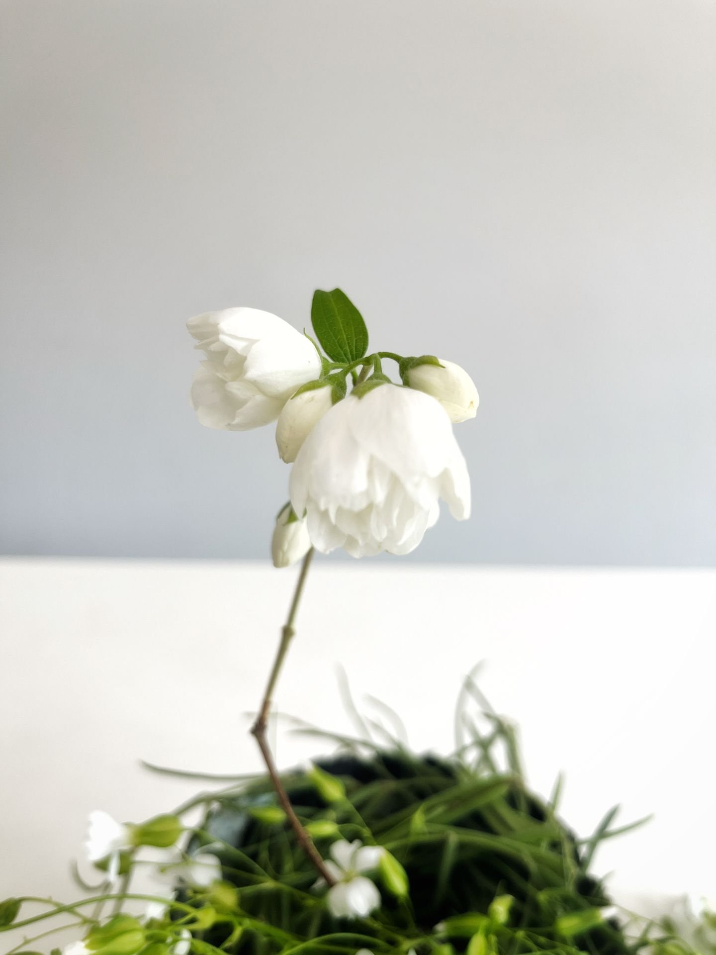 Artistic Collaboration w Feier Wang